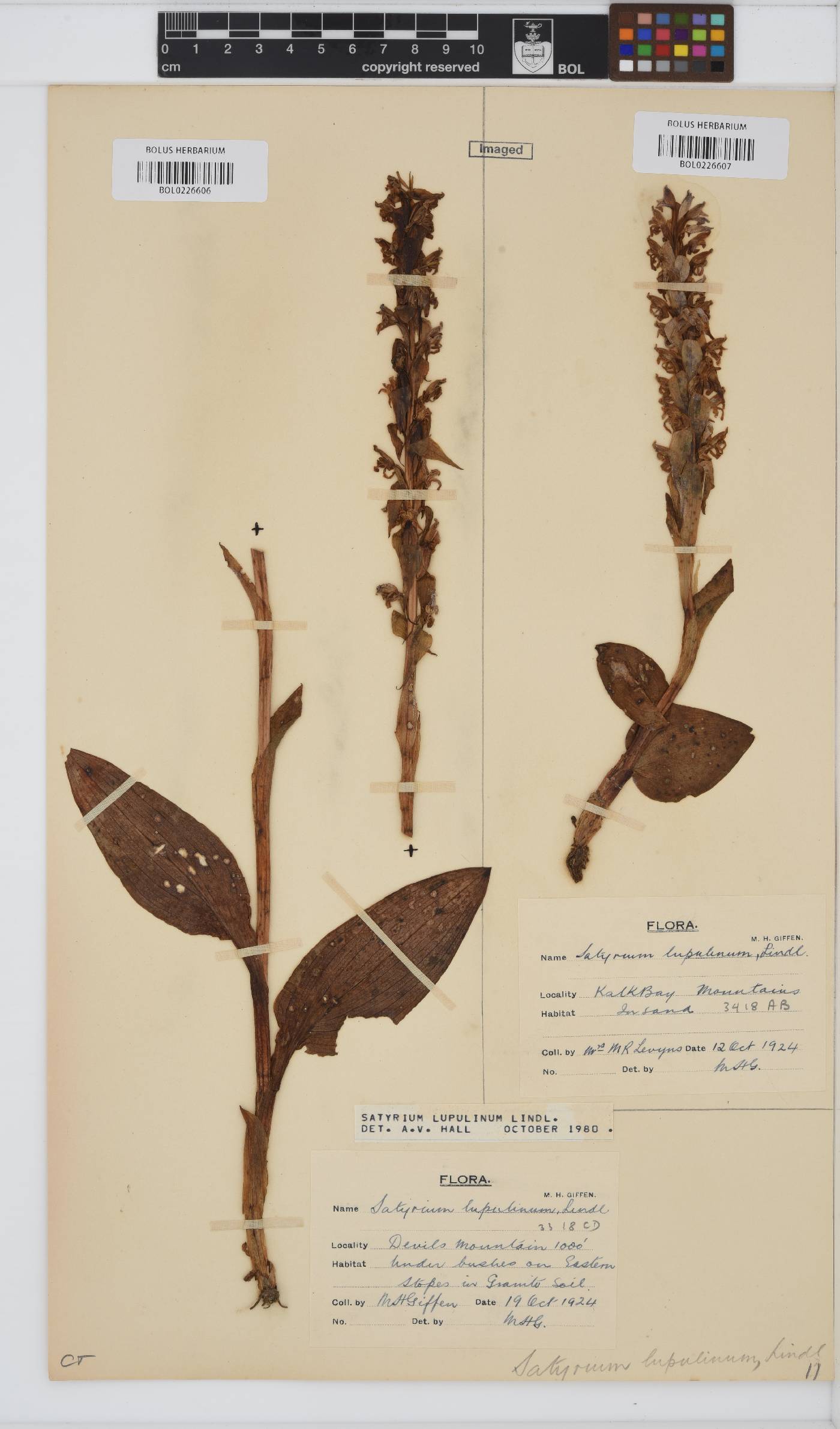 Satyrium lupulinum image