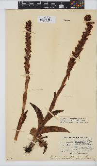 Satyrium stenopetalum subsp. brevicalcaratum image