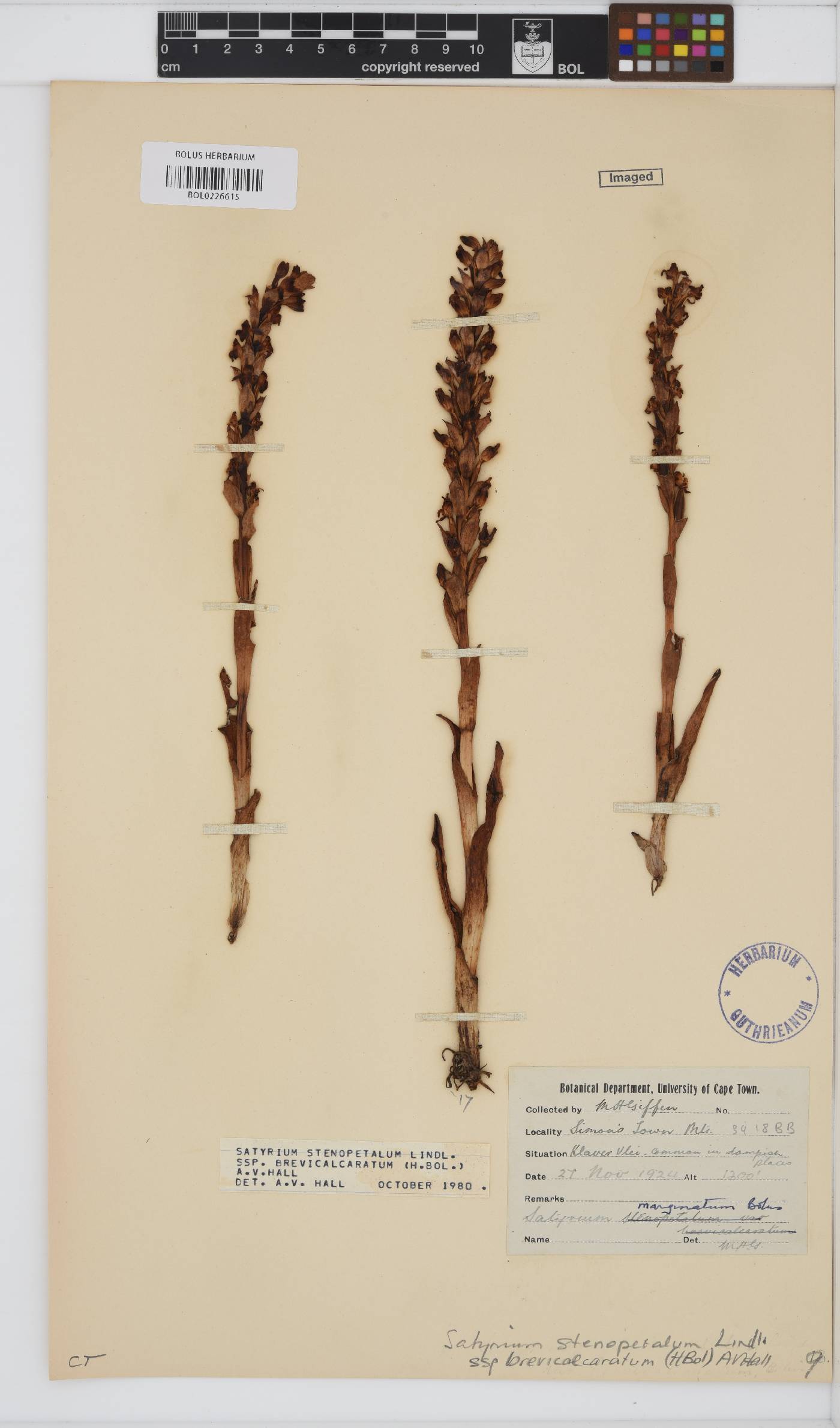 Satyrium stenopetalum subsp. brevicalcaratum image