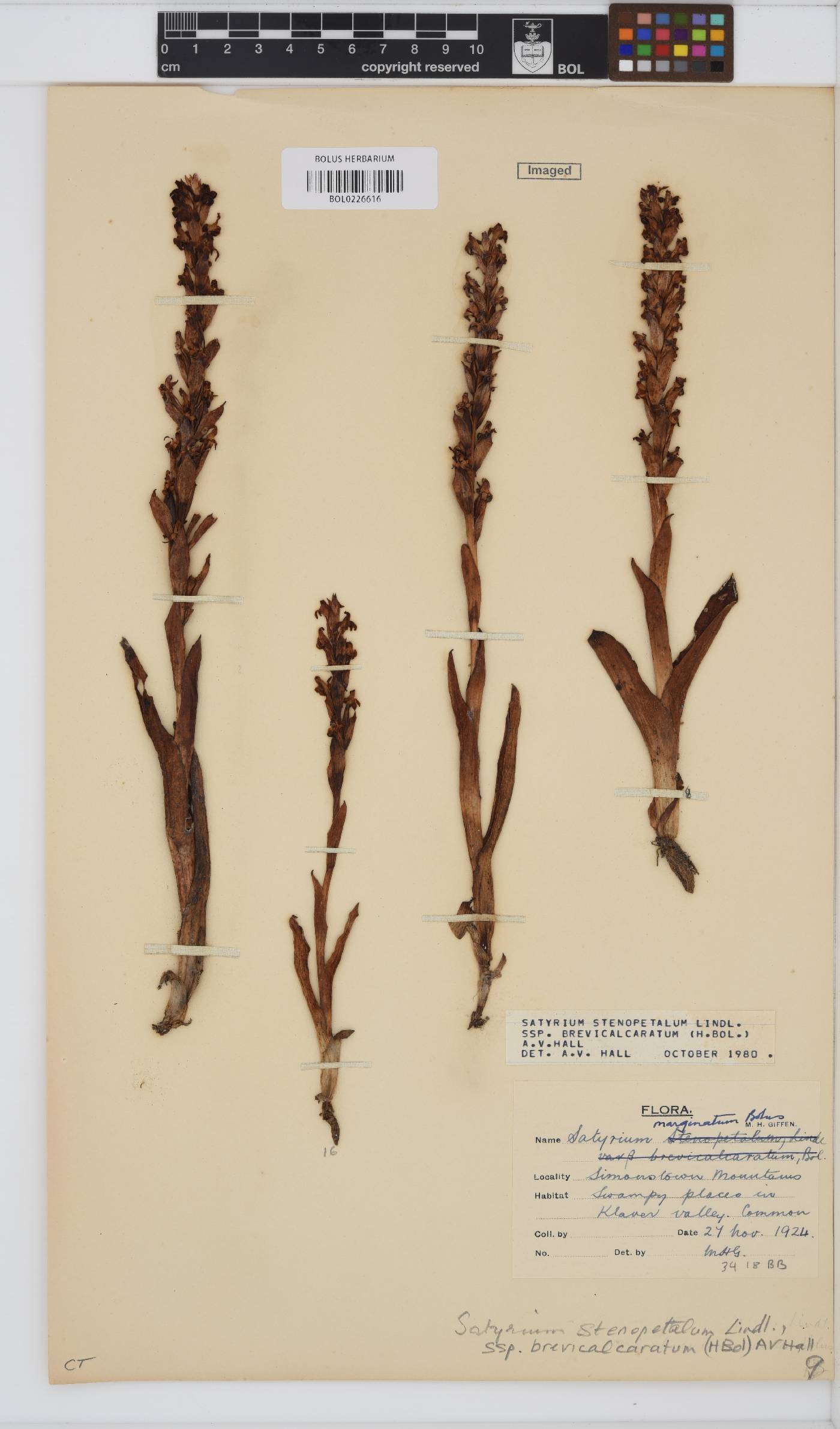 Satyrium stenopetalum subsp. brevicalcaratum image