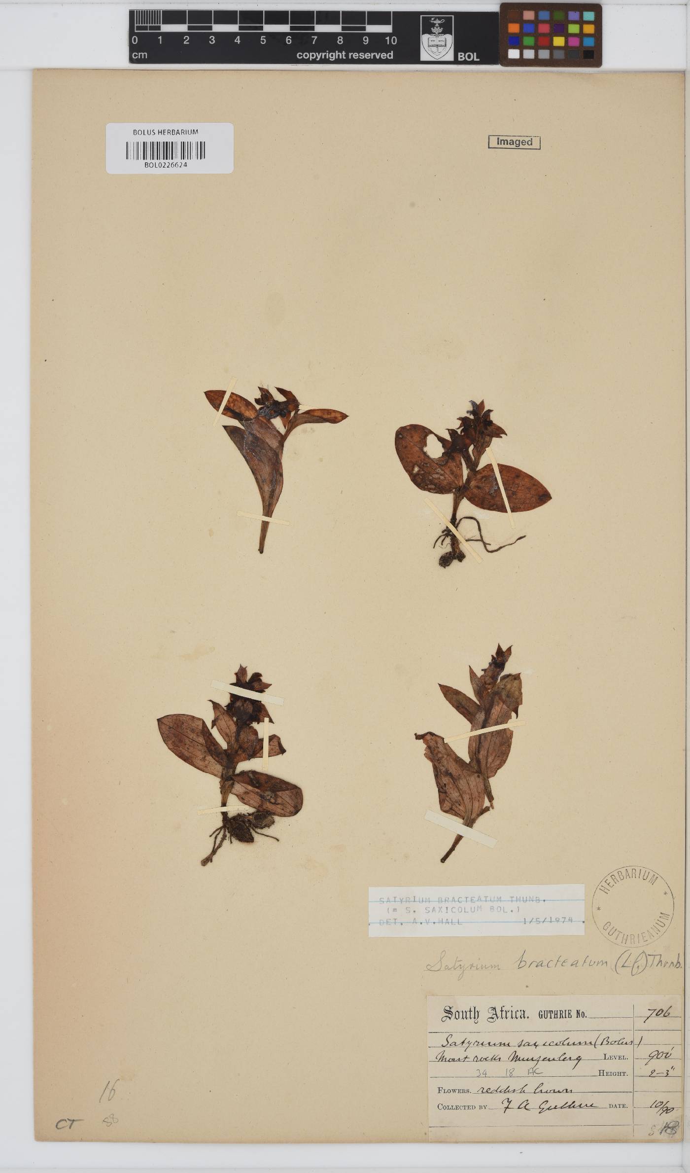 Satyrium bracteatum image