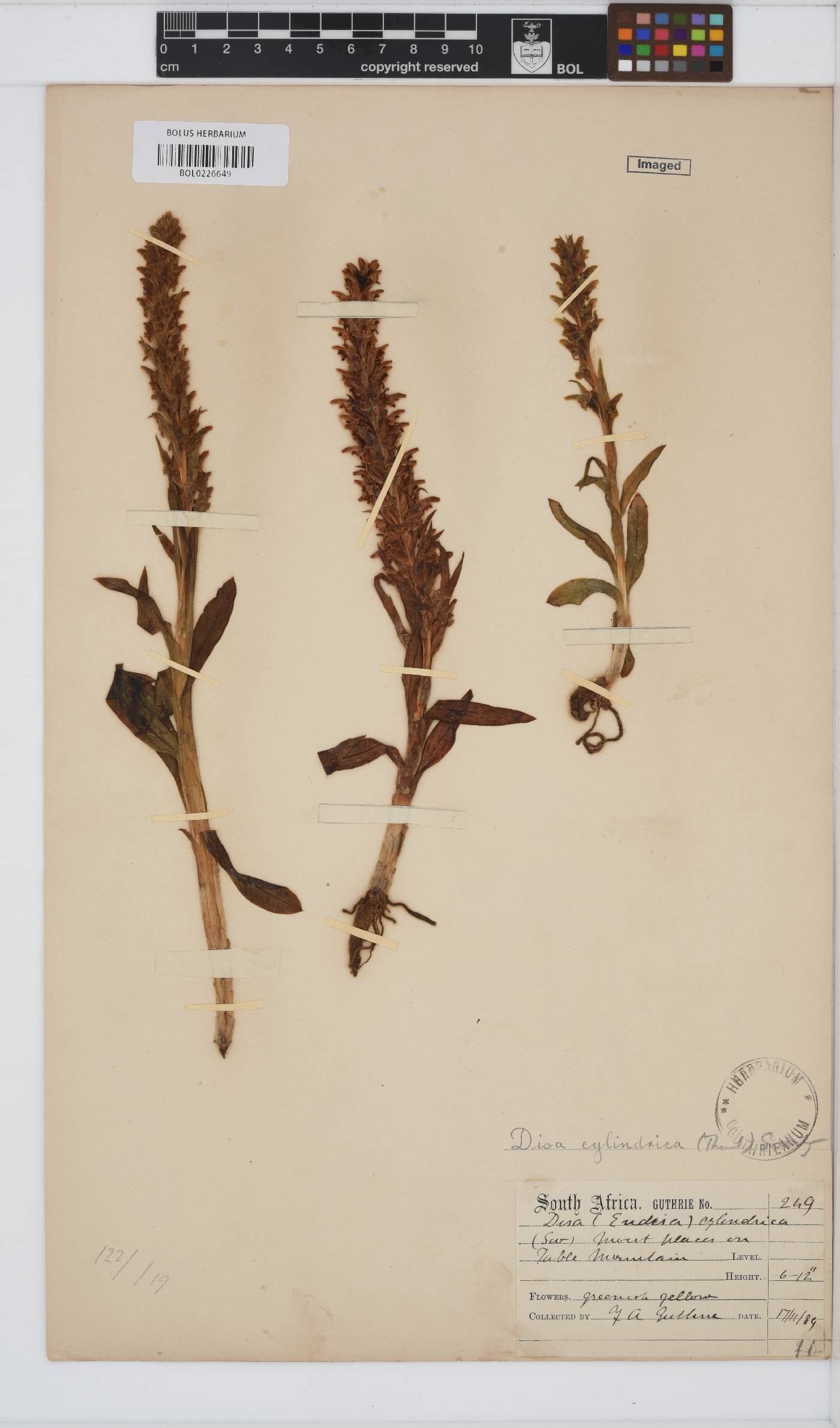 Disa cylindrica image