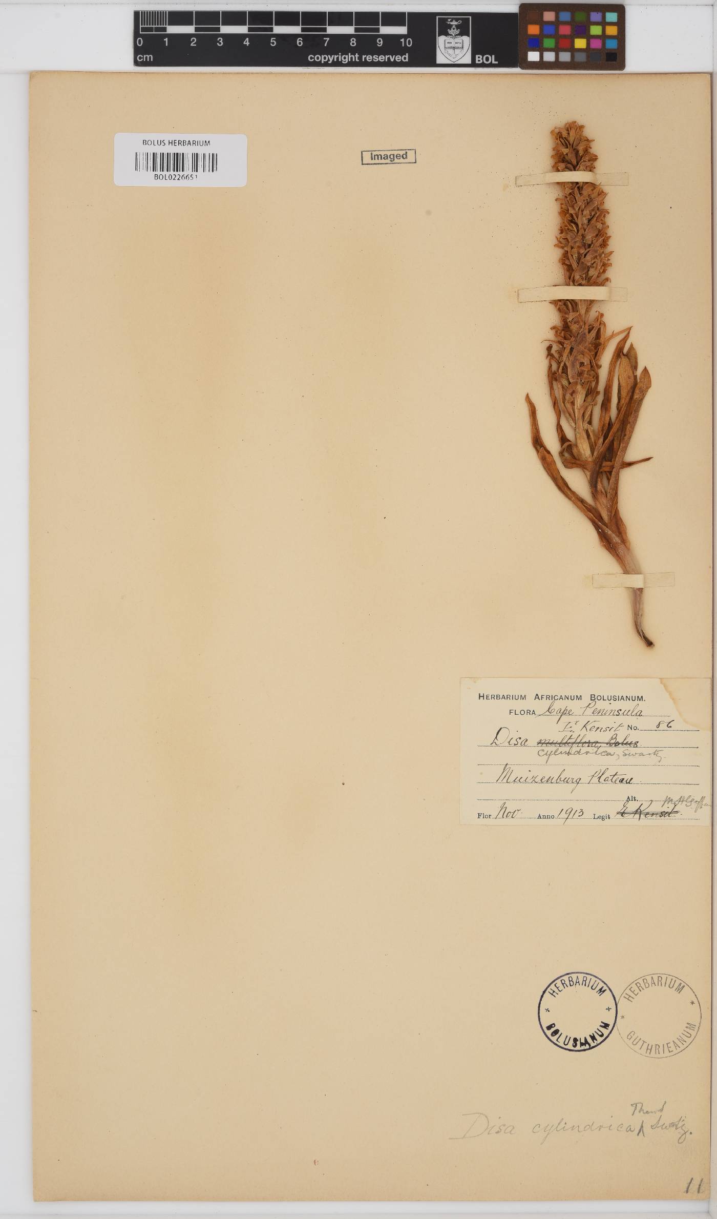 Disa cylindrica image