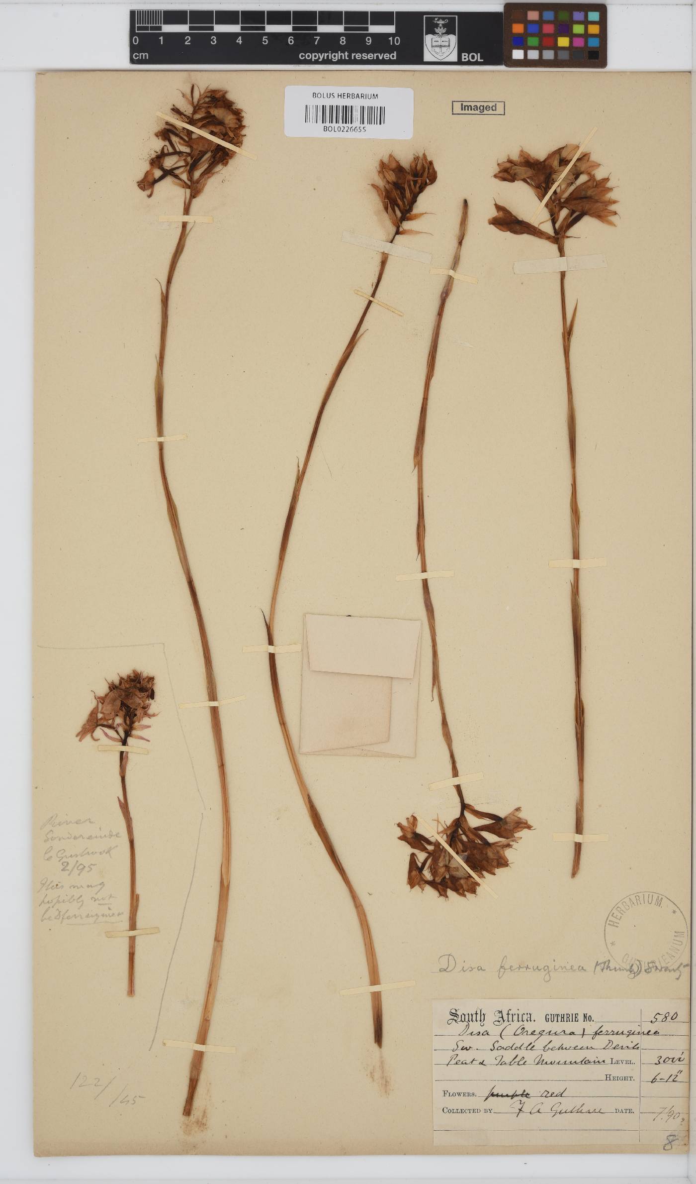 Disa ferruginea image