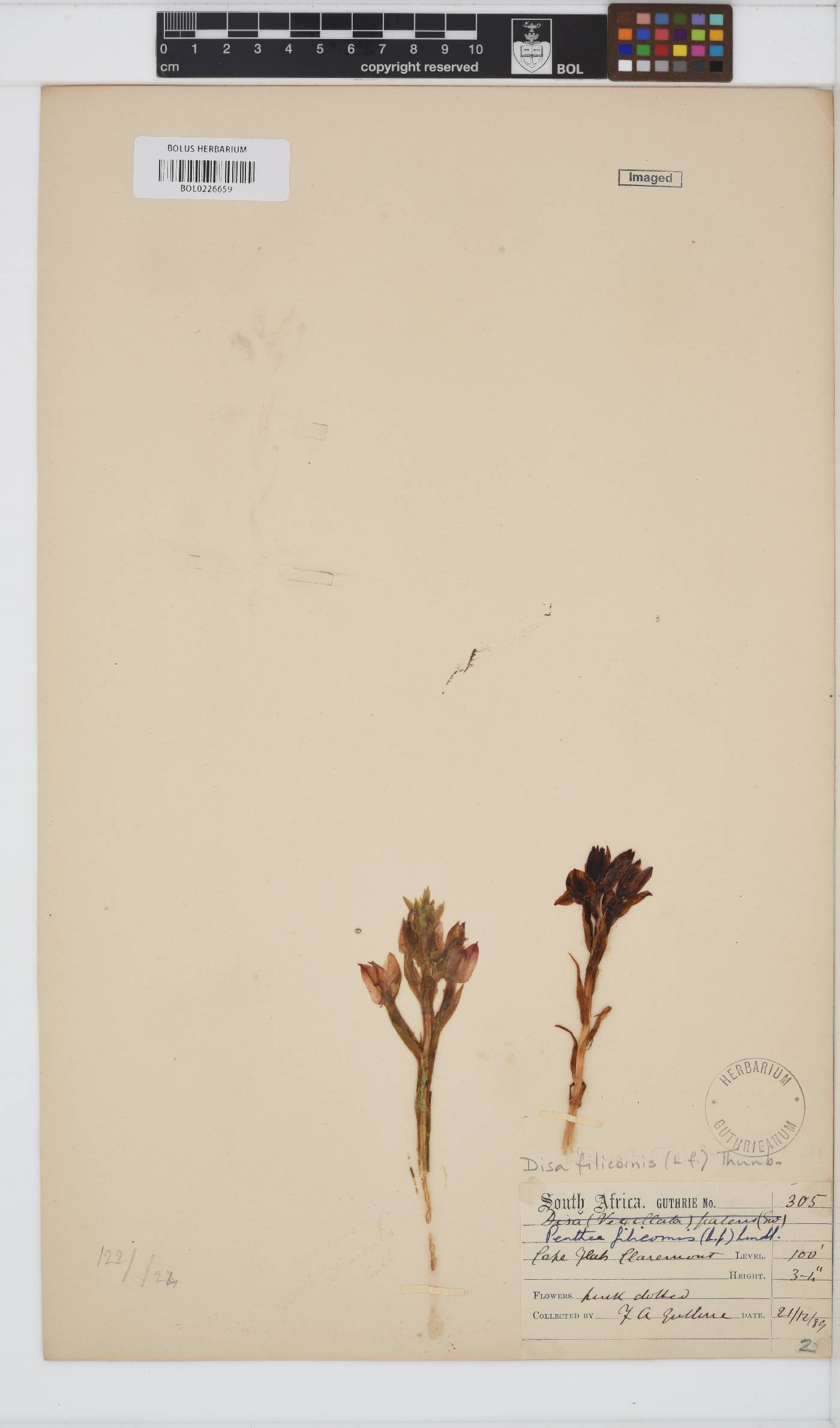 Disa filicornis image