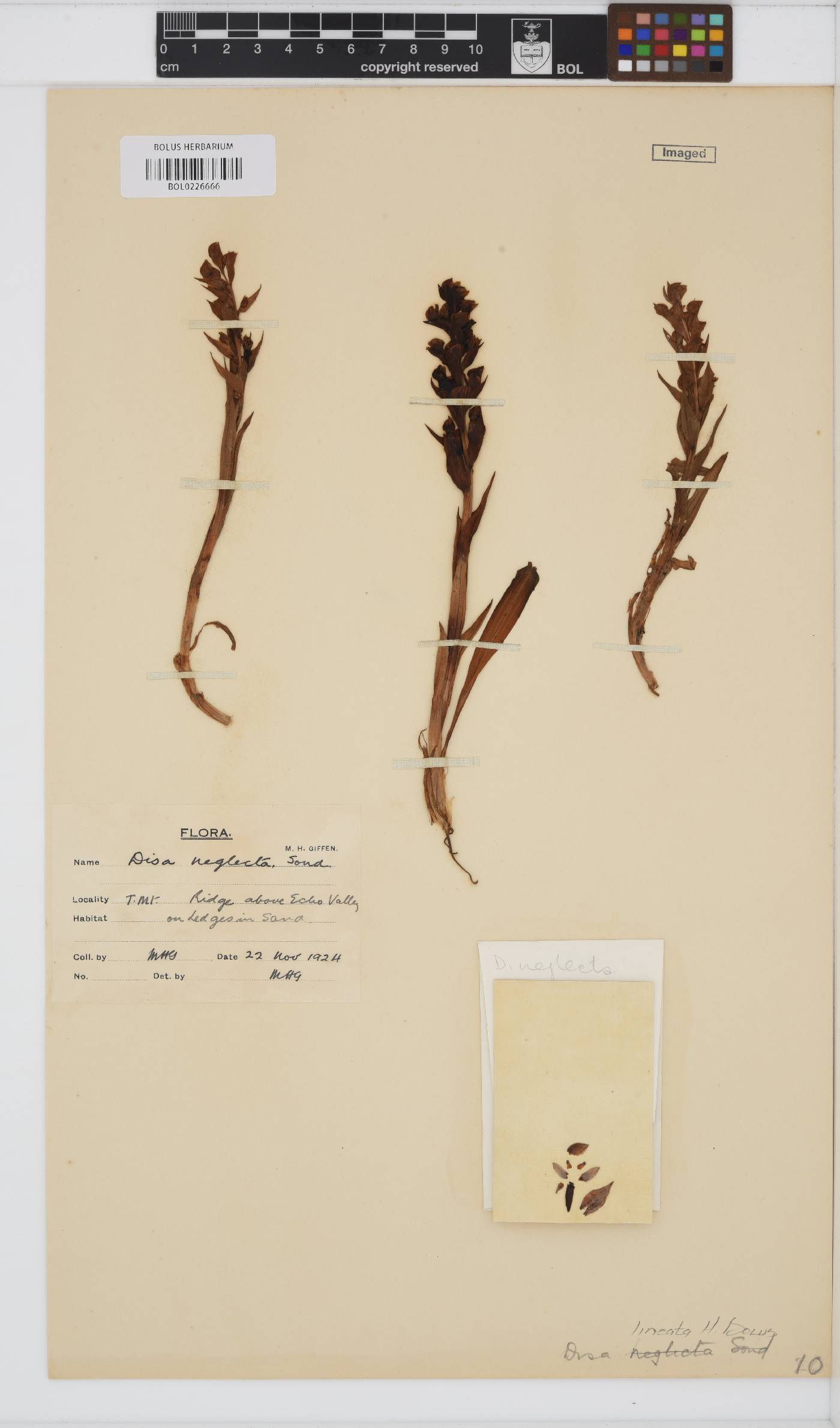 Disa lineata image