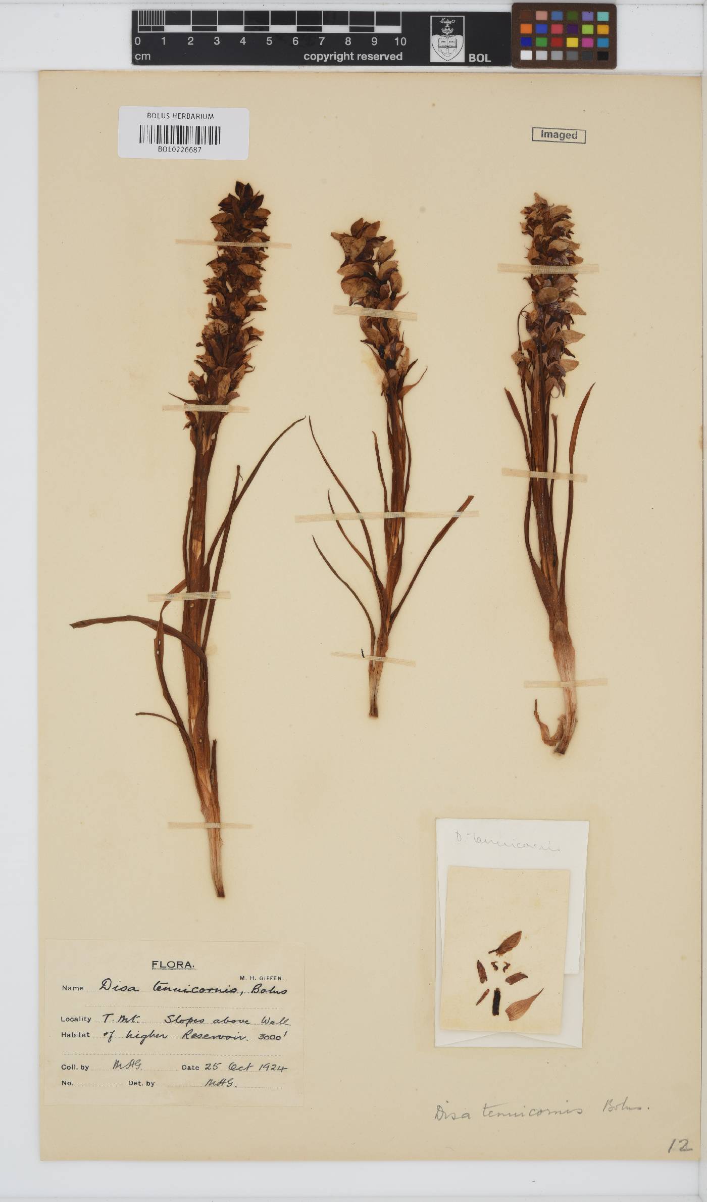 Disa tenuicornis image