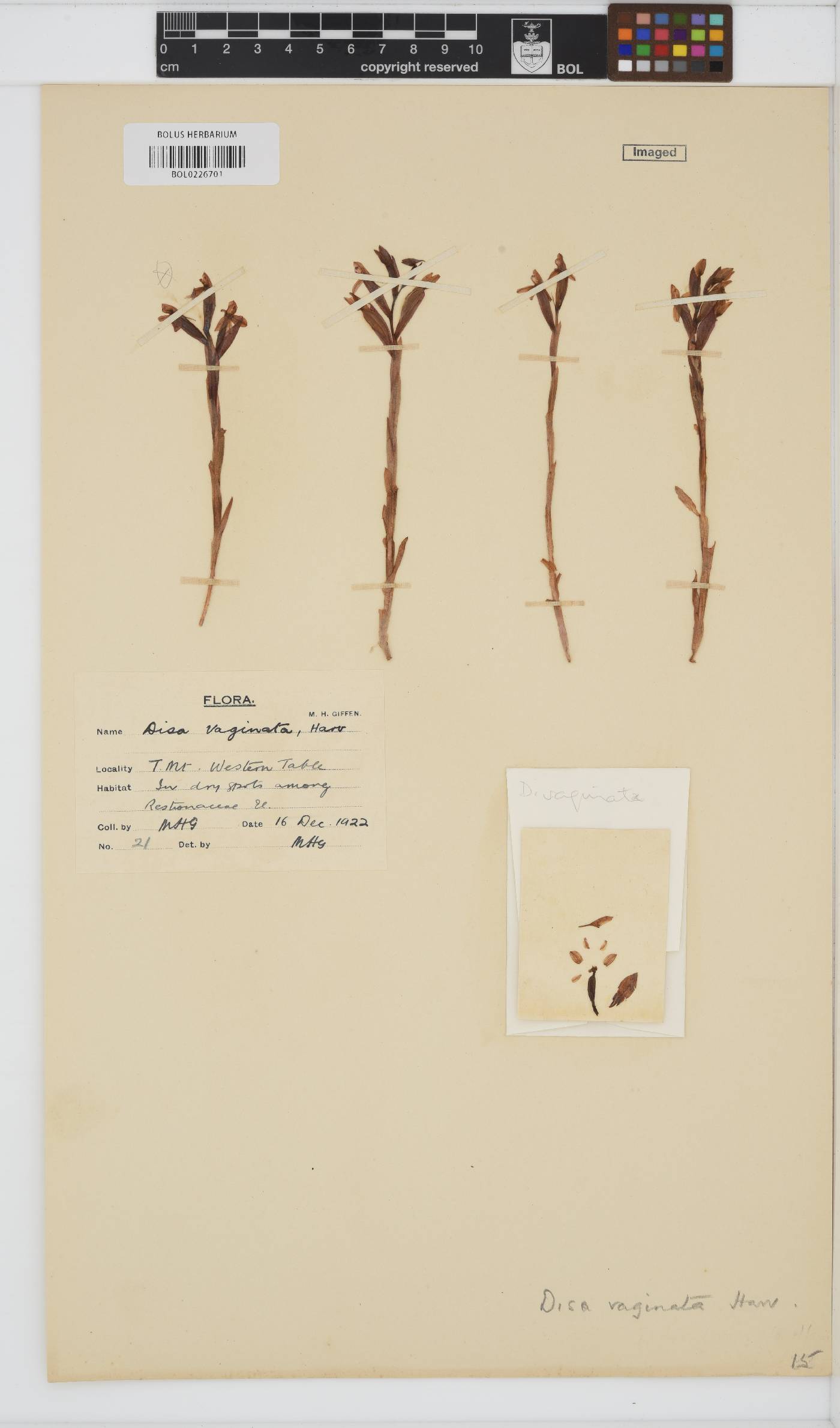 Disa vaginata image