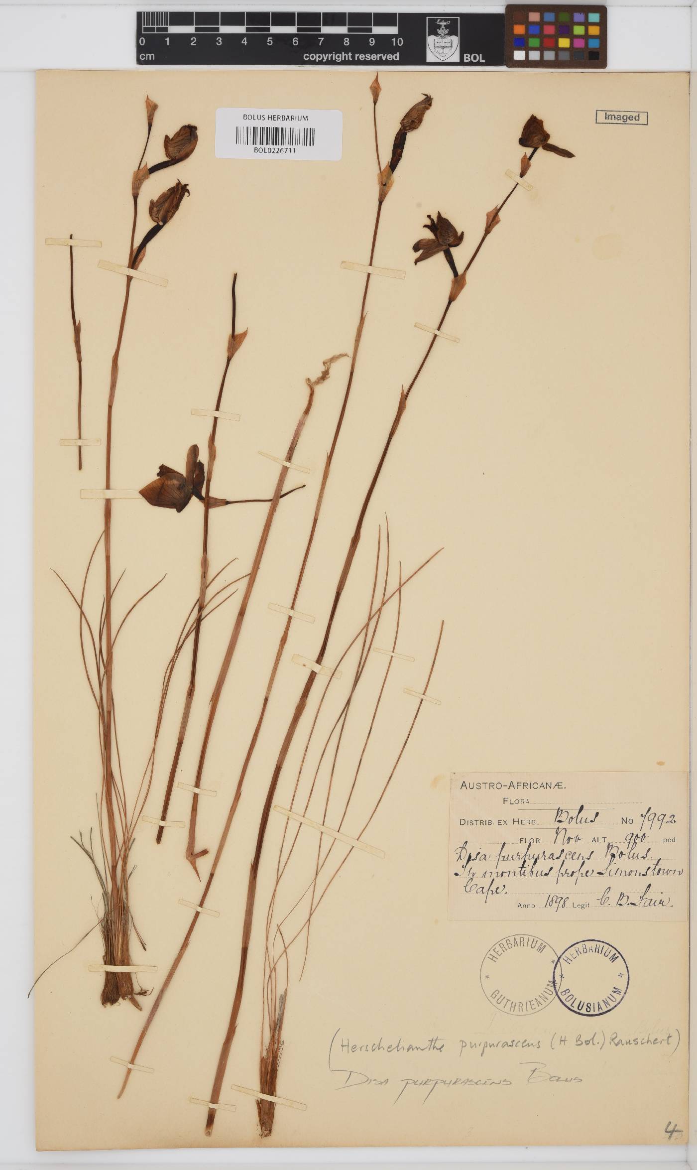 Disa purpurascens image