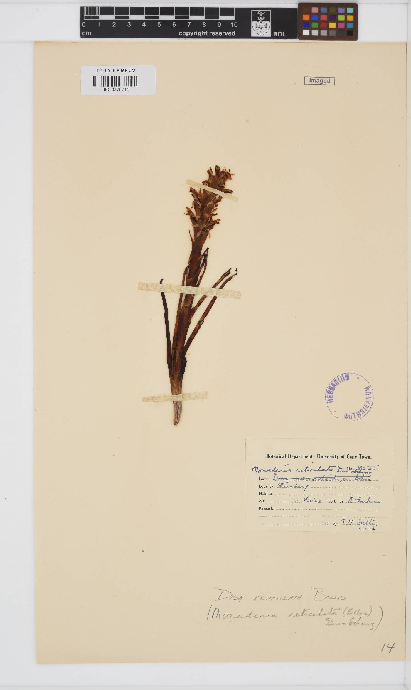 Disa reticulata image