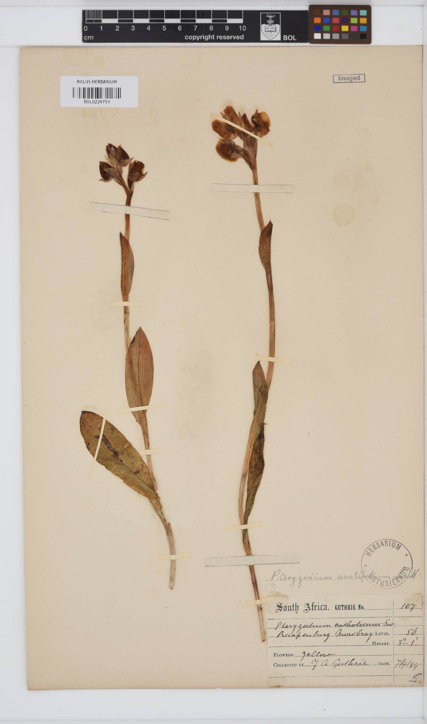 Pterygodium acutifolium image