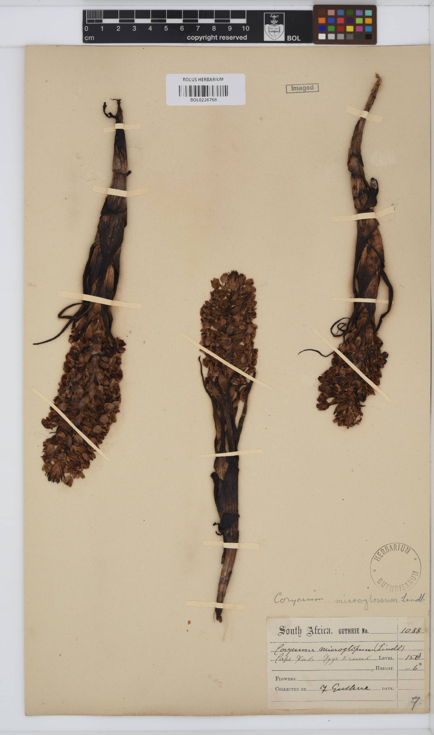 Pterygodium microglossum image