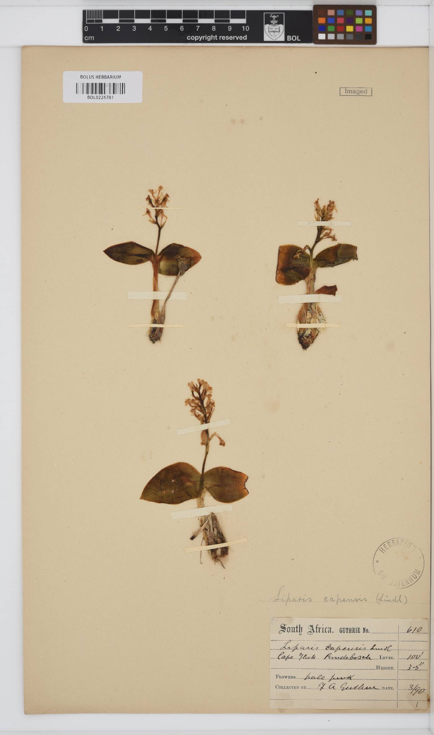 Liparis capensis image