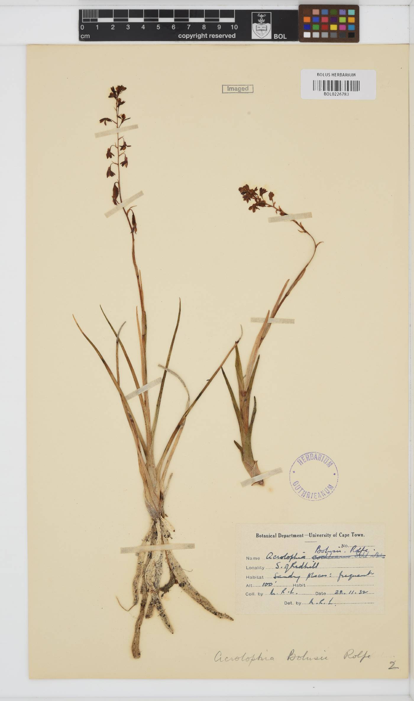 Acrolophia bolusii image