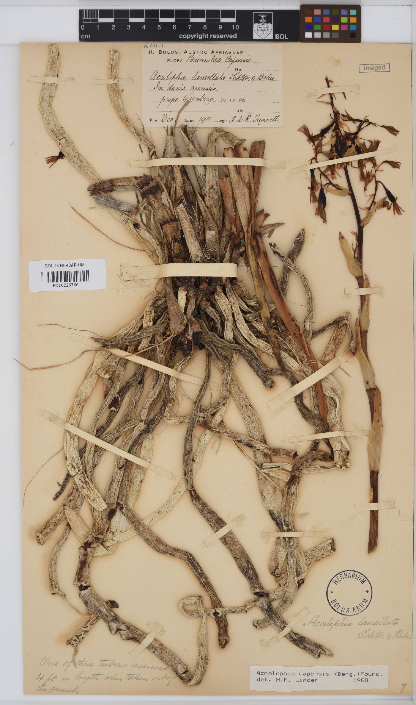 Acrolophia capensis image