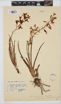 Acrolophia lamellata image