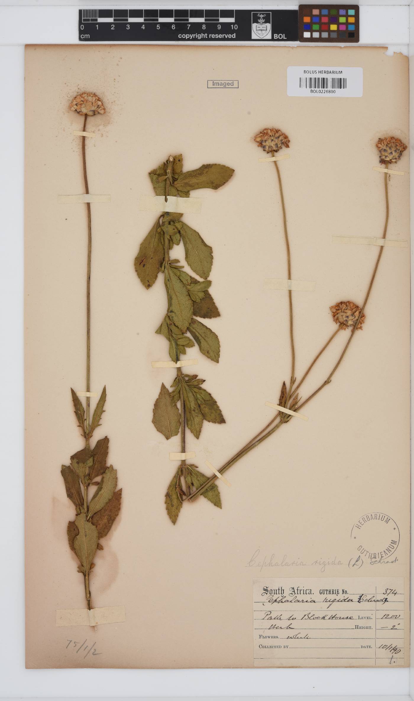 Cephalaria rigida image