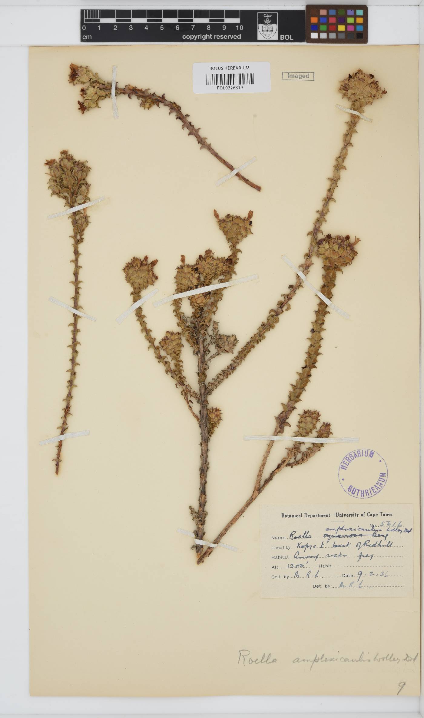 Roella amplexicaulis image