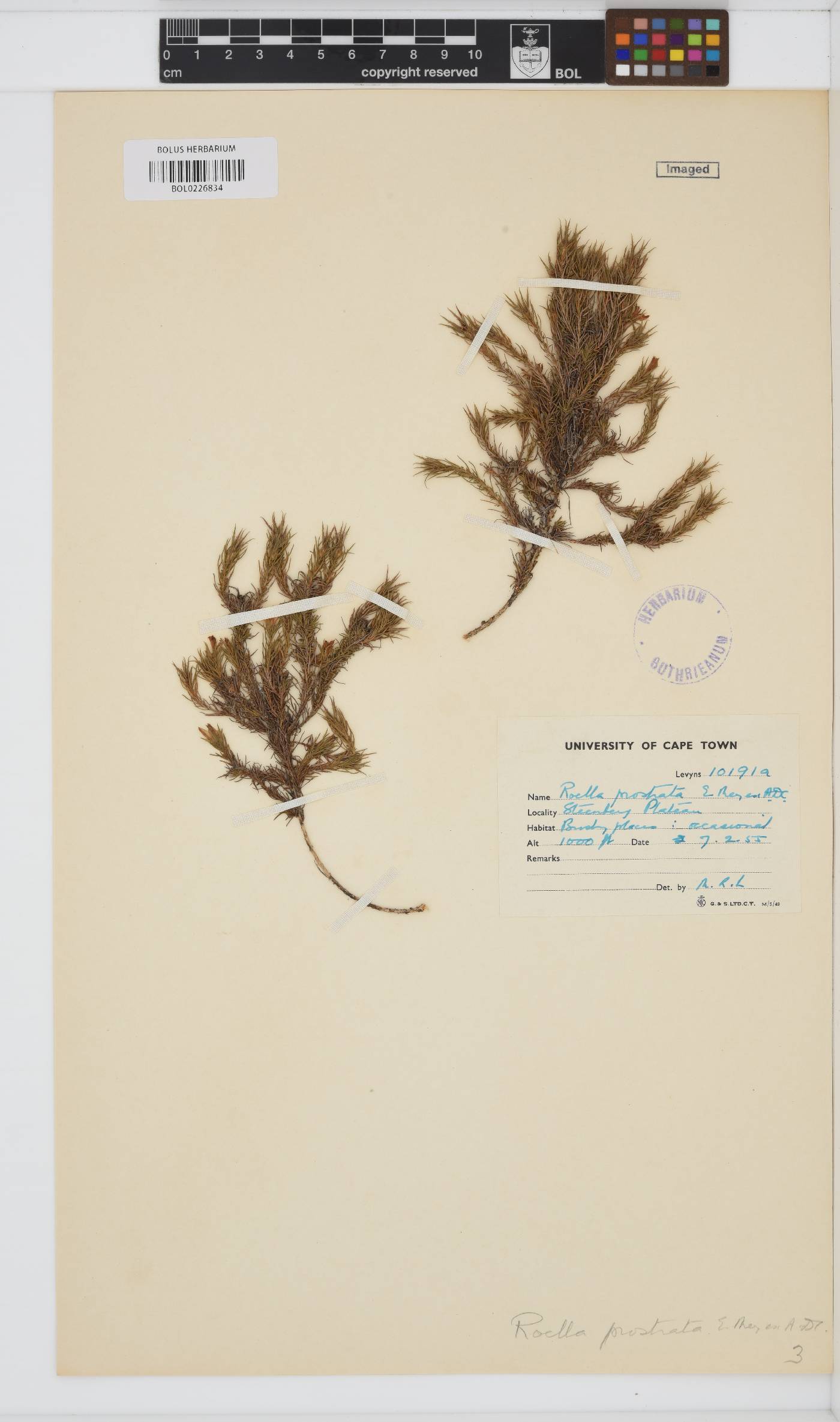 Roella prostrata image