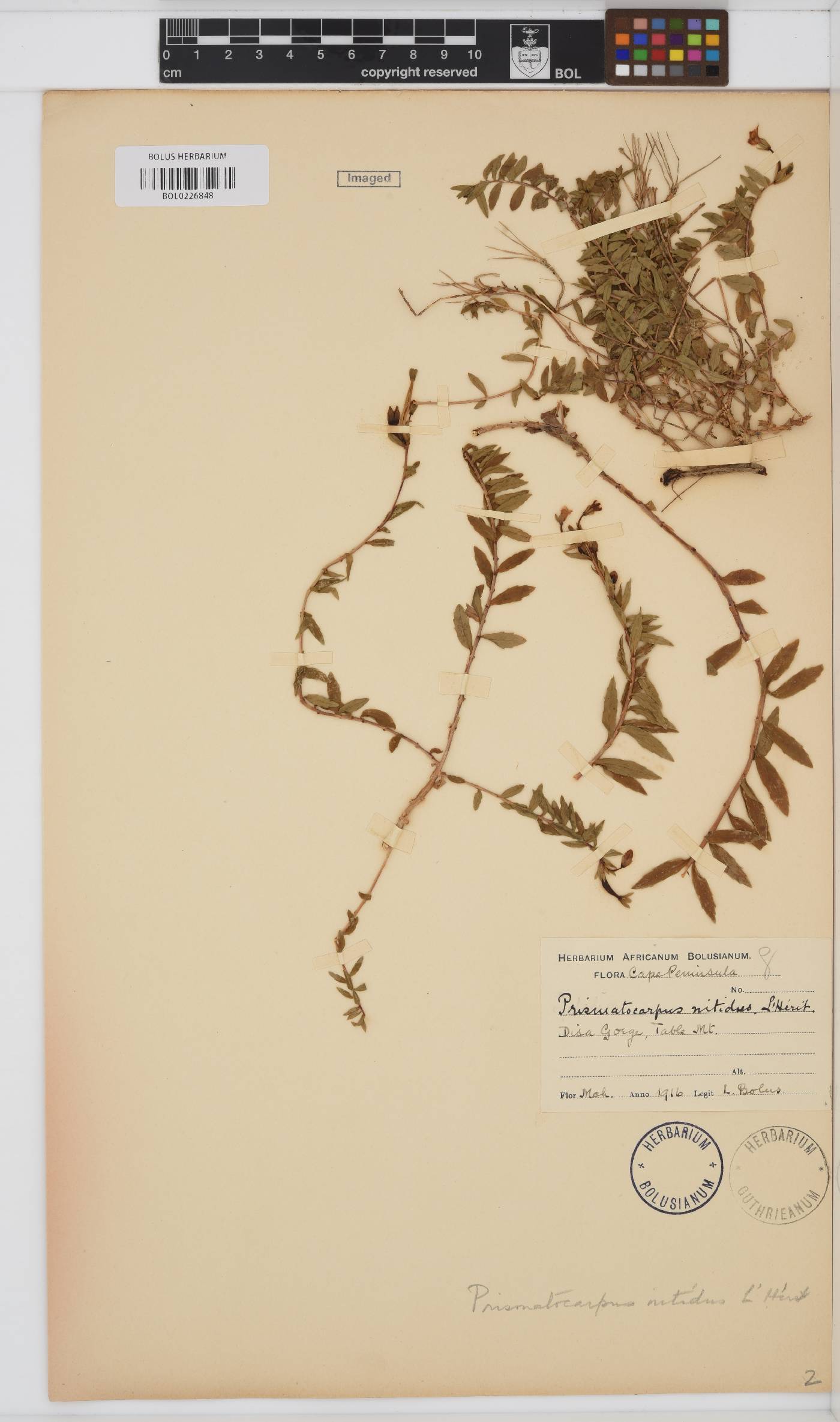 Prismatocarpus image