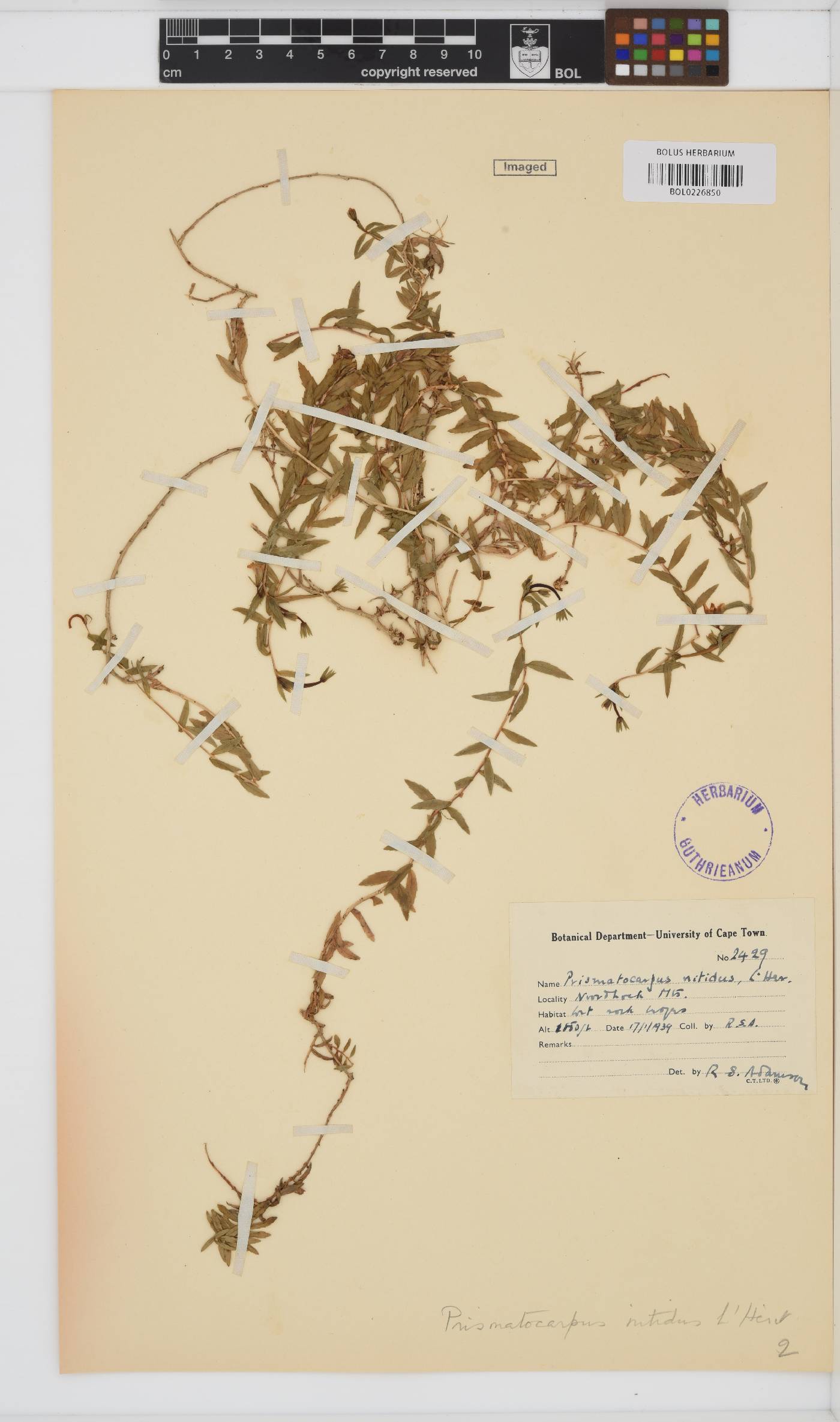 Prismatocarpus nitidus image