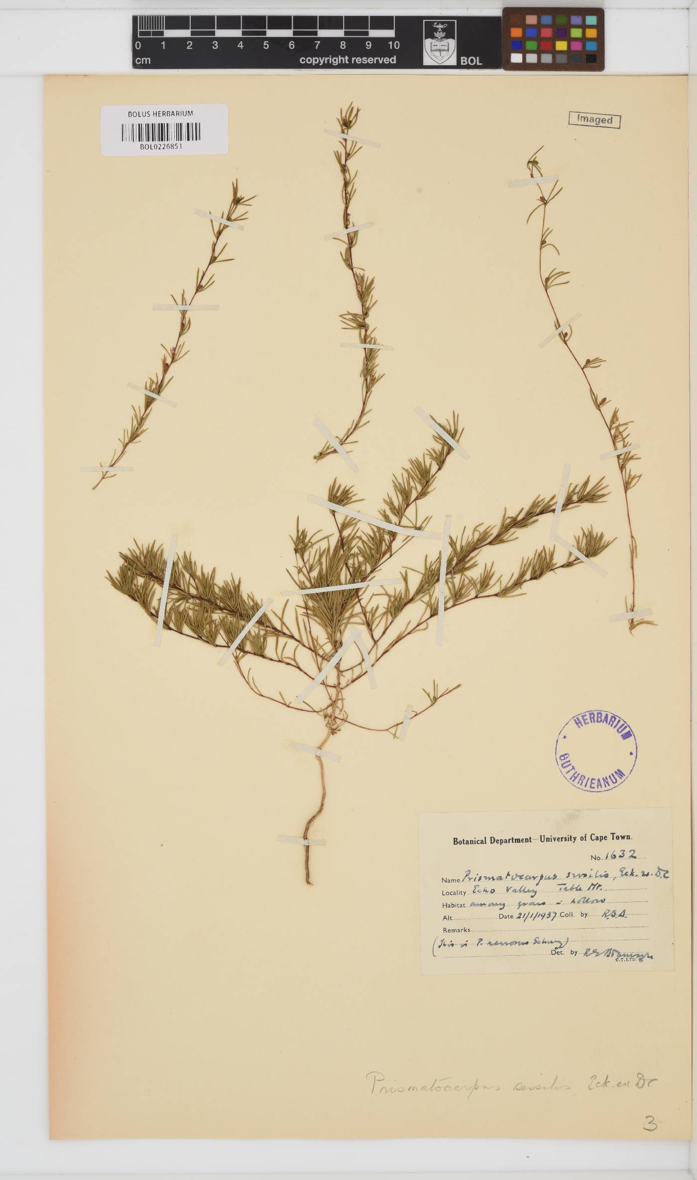 Prismatocarpus sessilis image