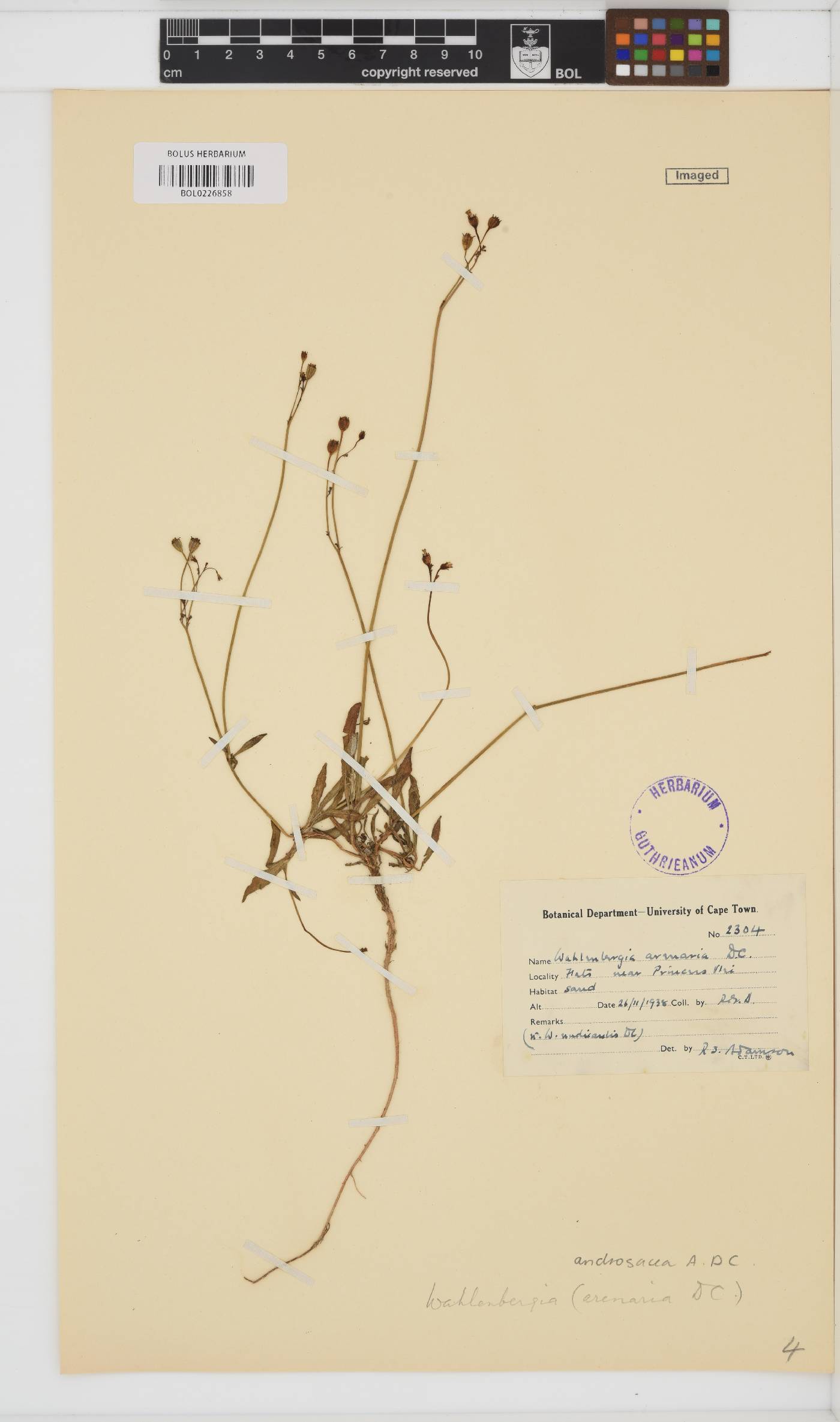 Wahlenbergia androsacea image