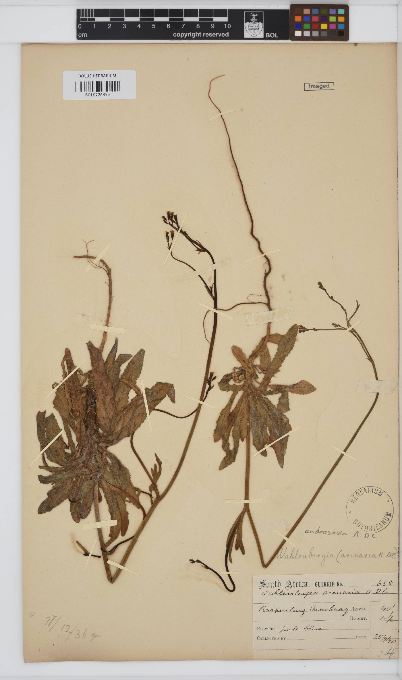 Wahlenbergia androsacea image