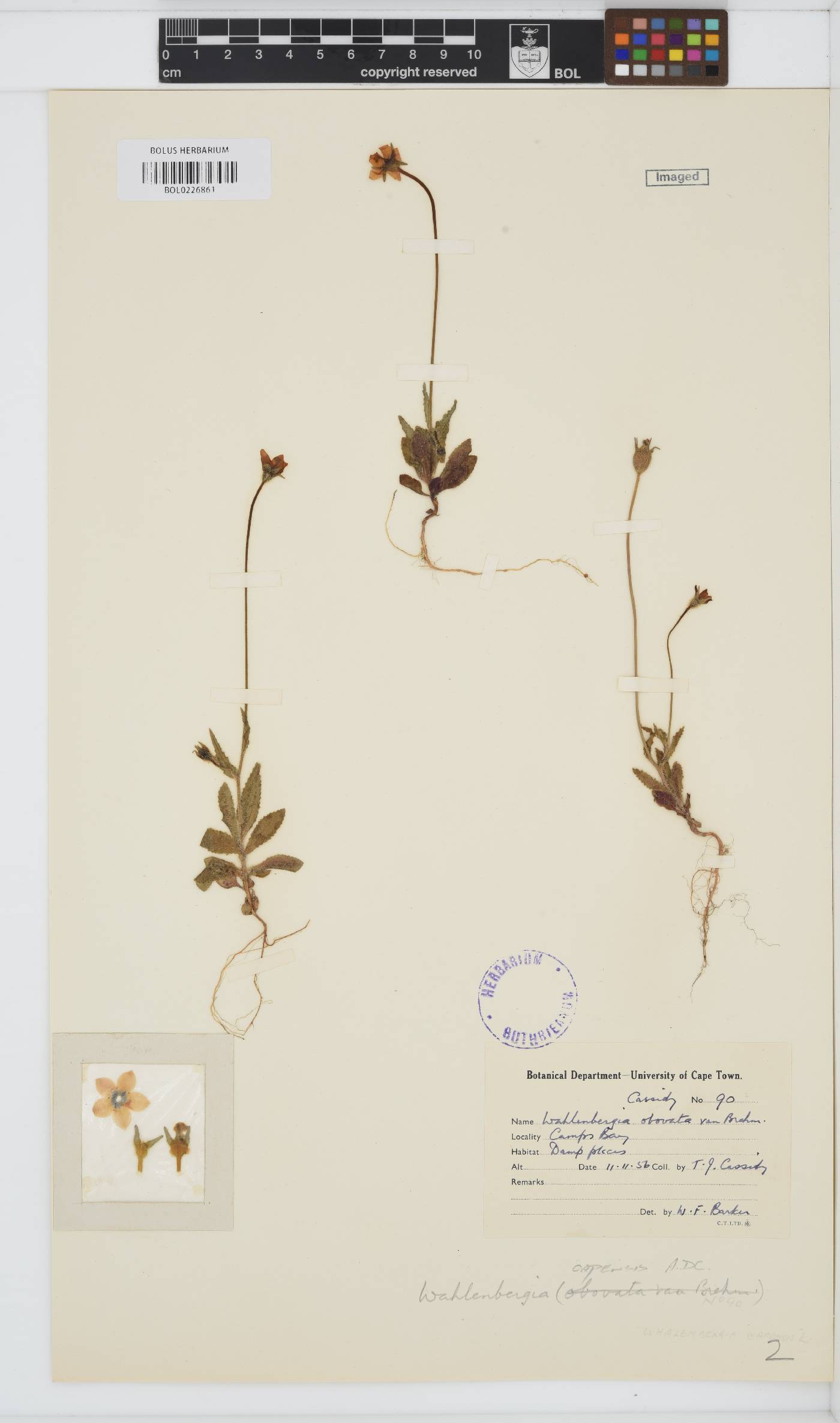Wahlenbergia capensis image