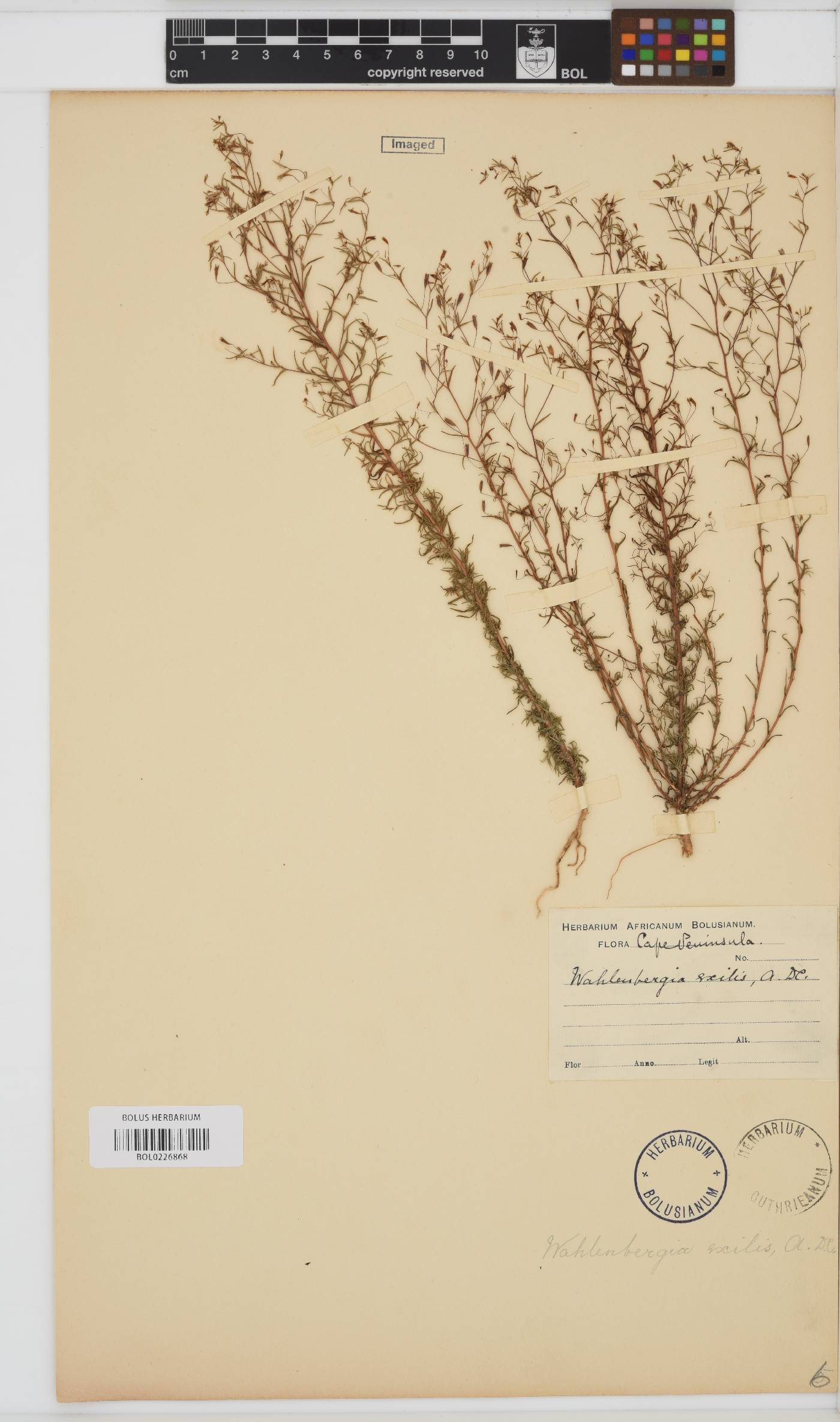 Wahlenbergia exilis image