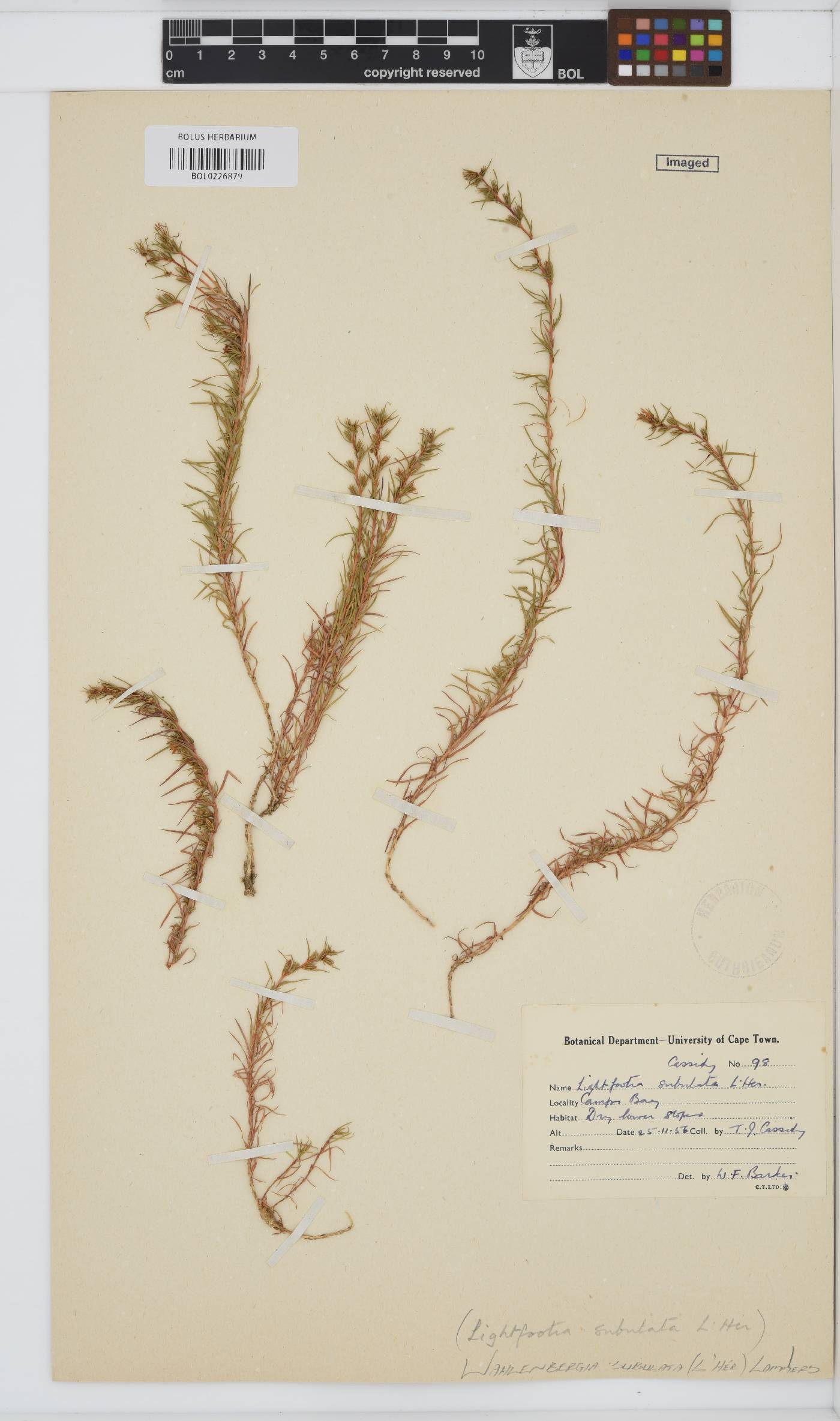 Wahlenbergia subulata image