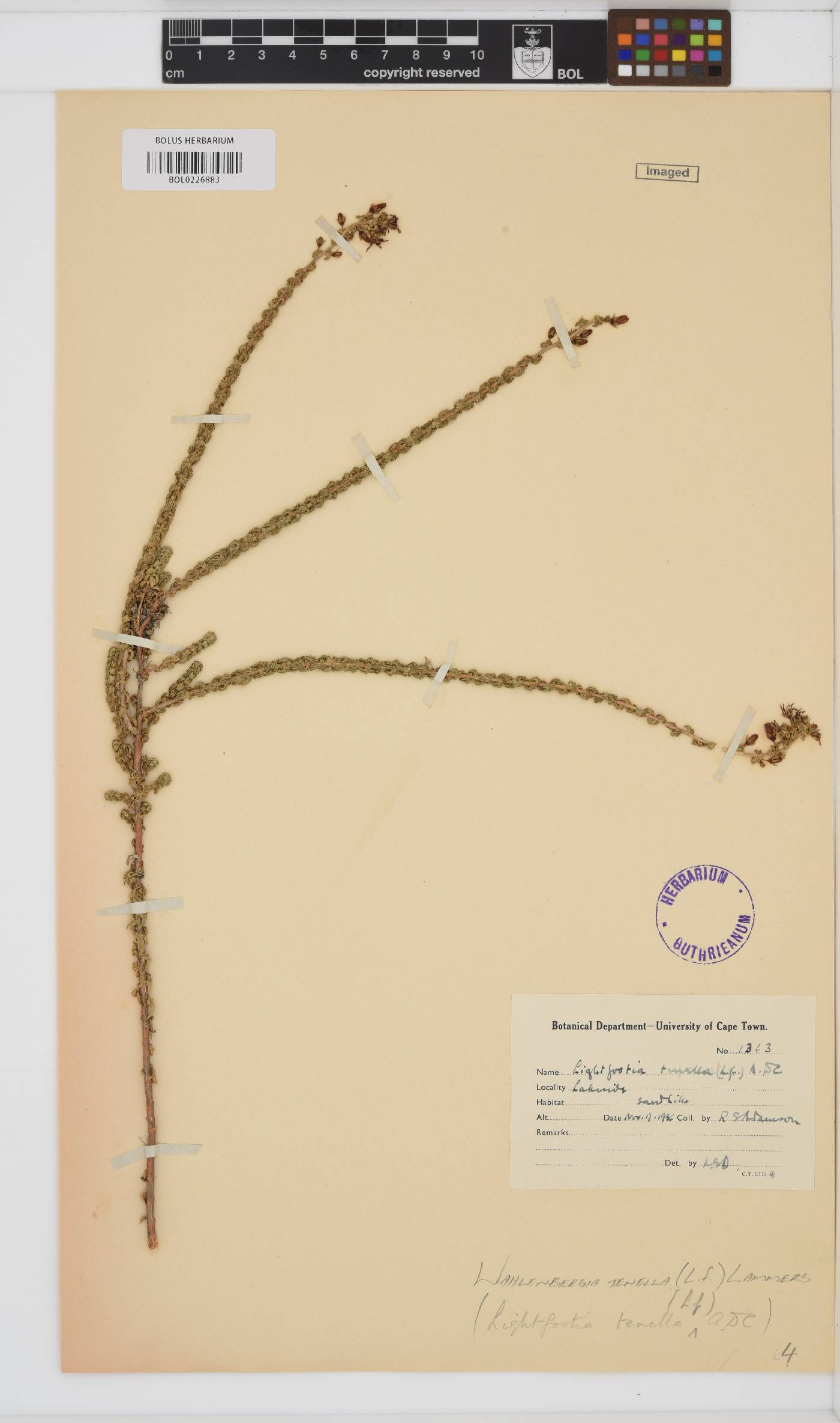 Wahlenbergia image