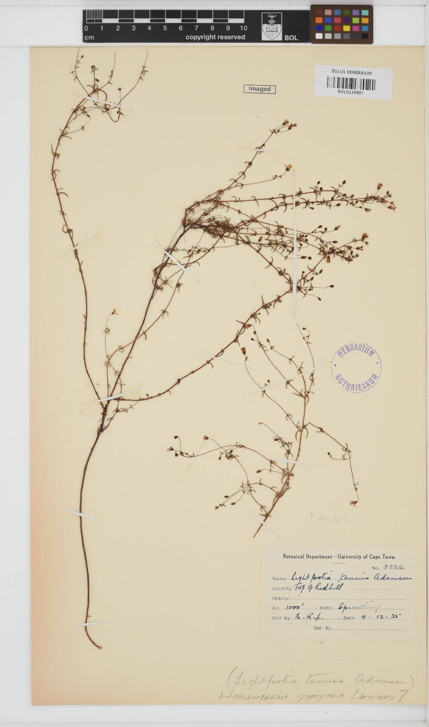 Wahlenbergia pyrophila image