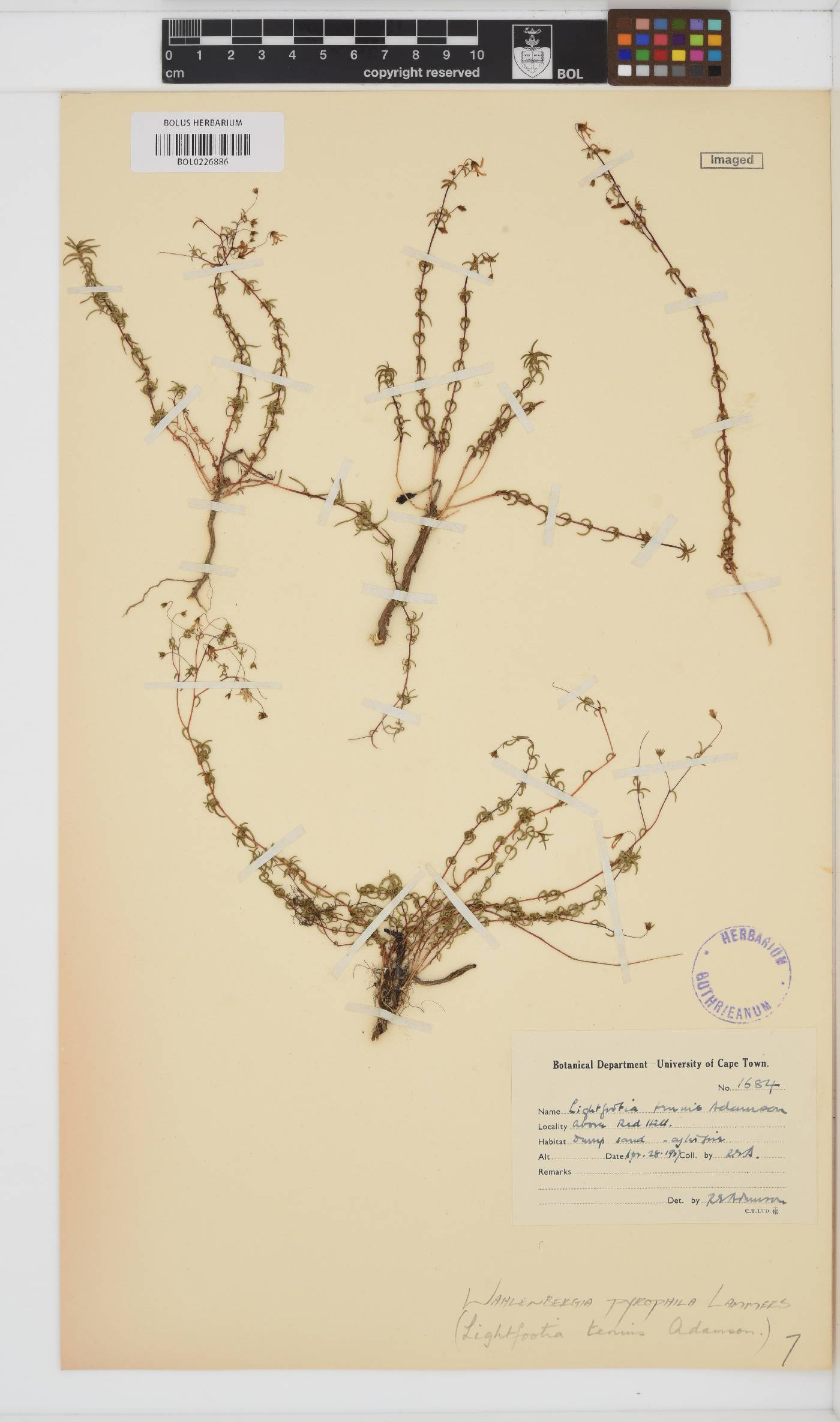Wahlenbergia pyrophila image