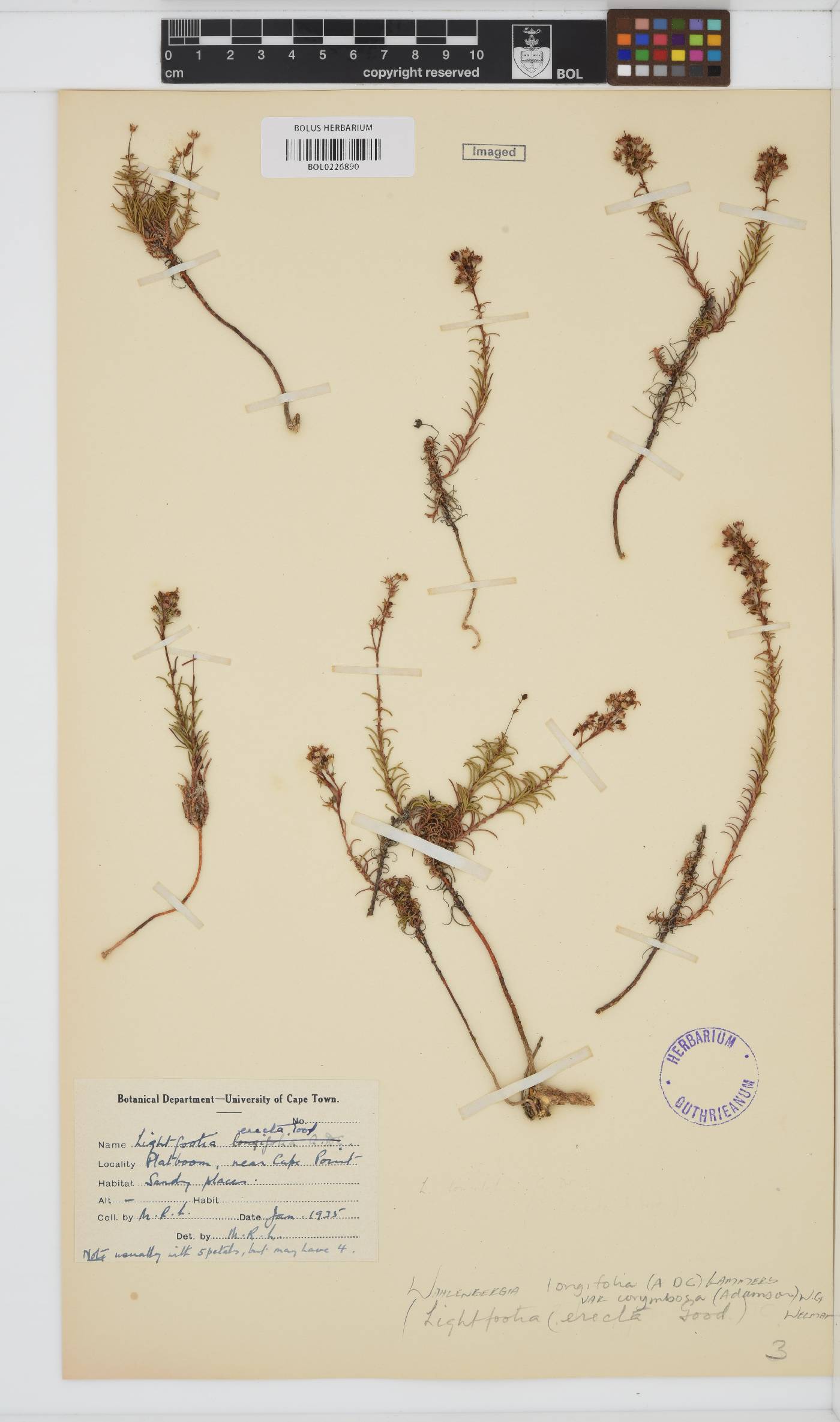 Wahlenbergia longifolia var. corymbosa image