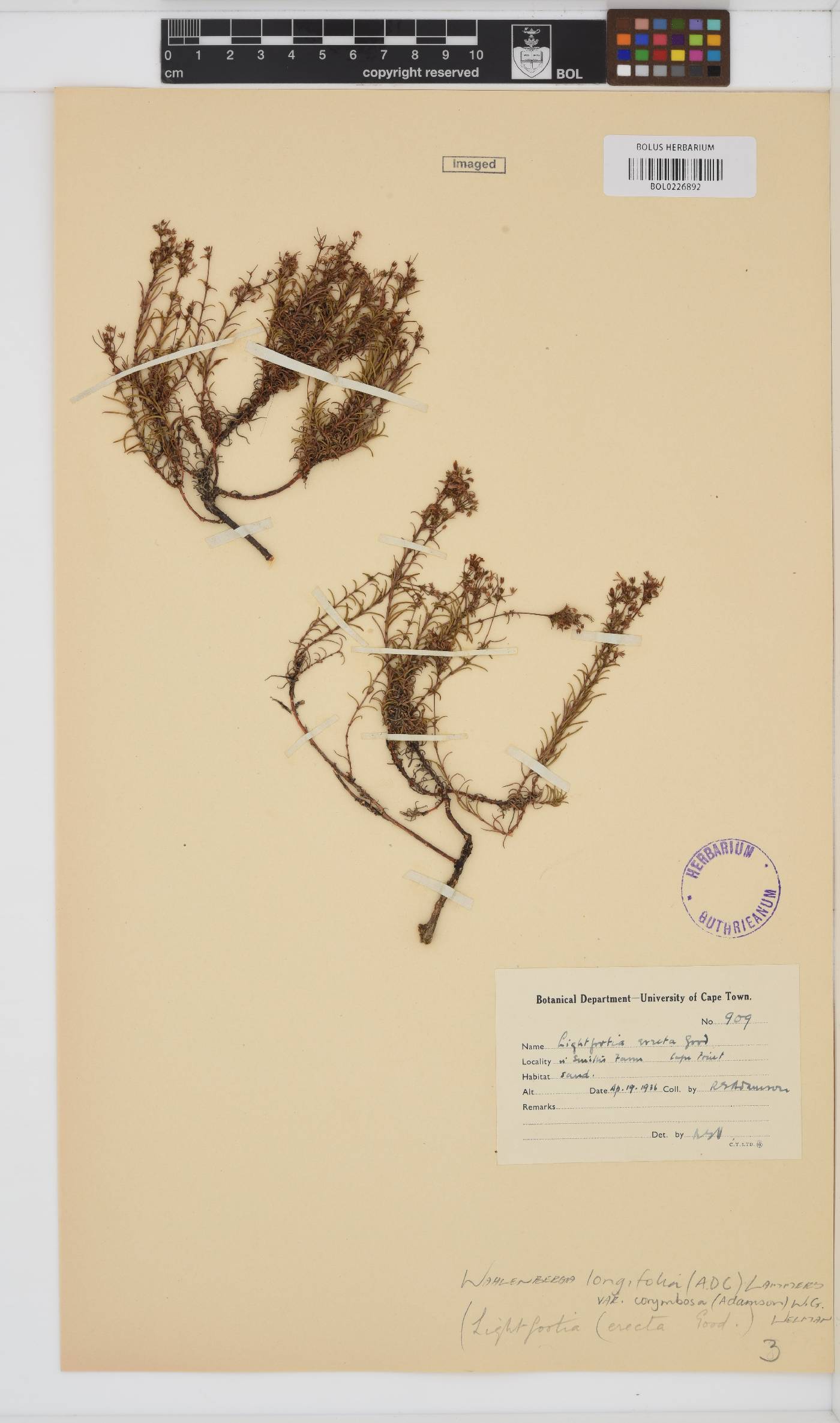 Wahlenbergia longifolia var. corymbosa image