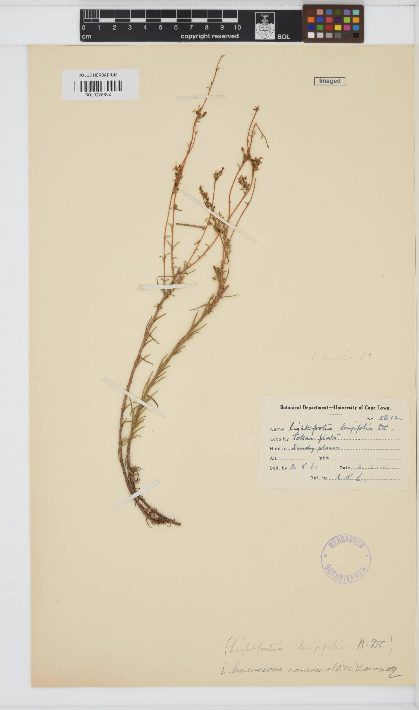 Wahlenbergia longifolia var. longifolia image