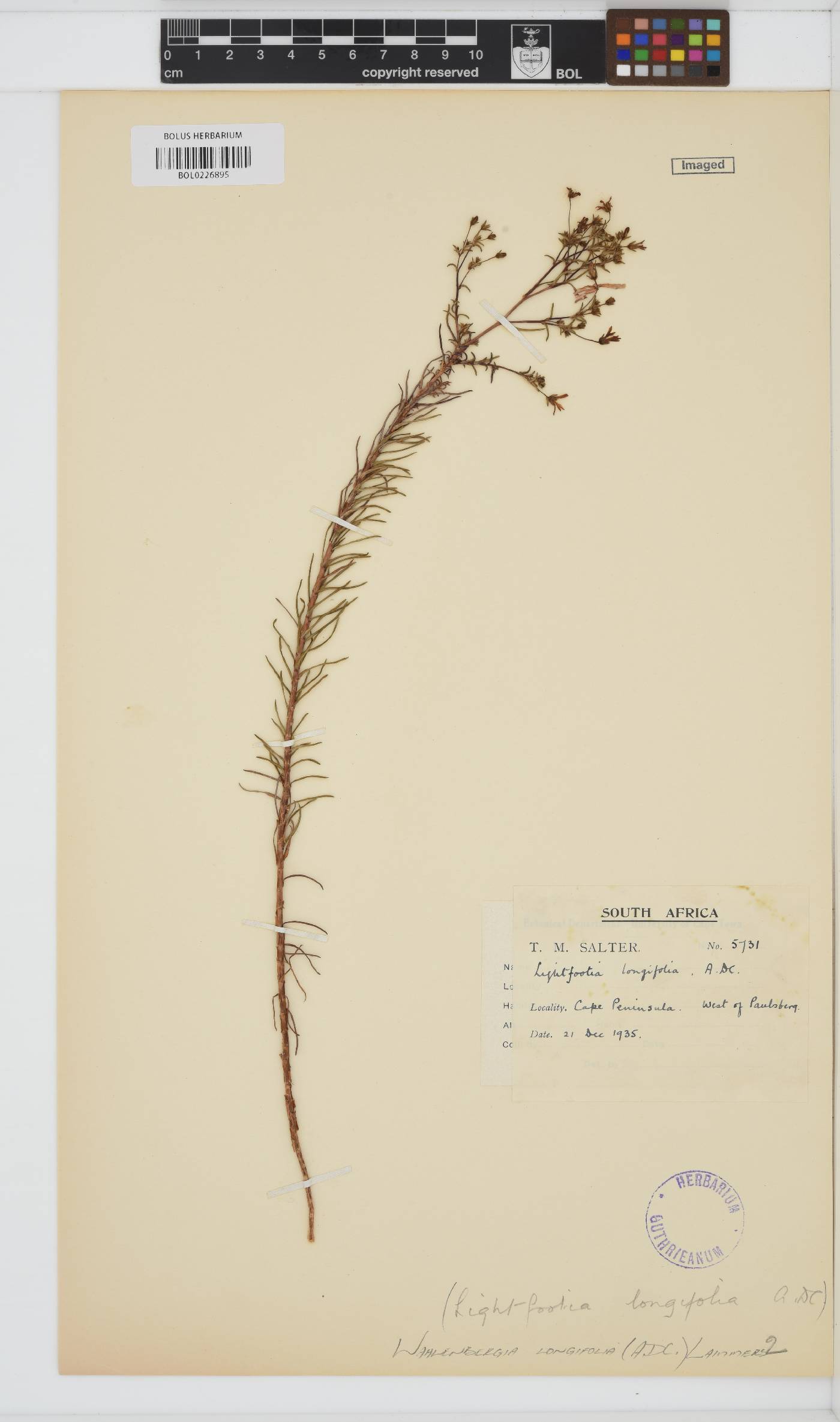 Wahlenbergia longifolia image