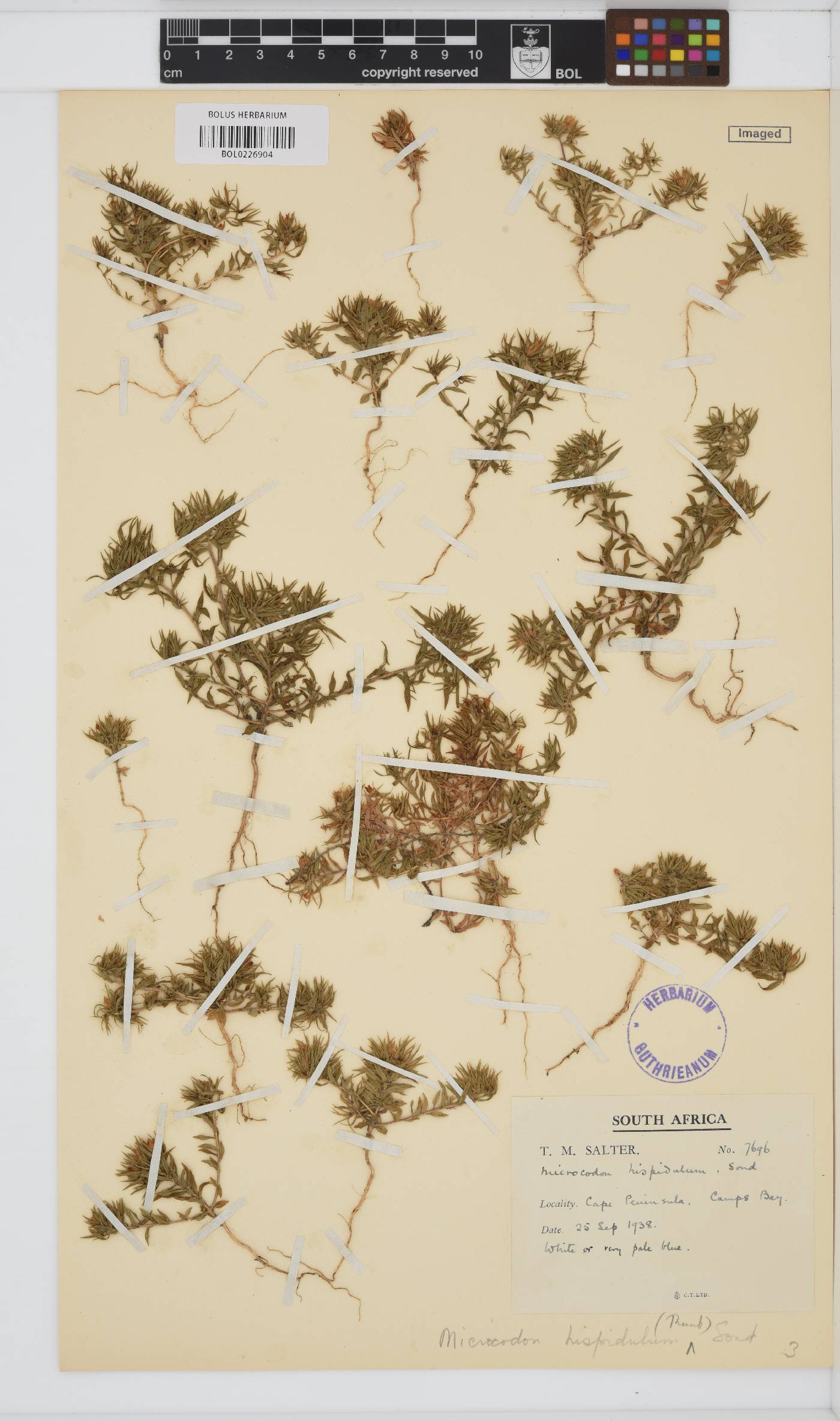 Wahlenbergia hispidula image
