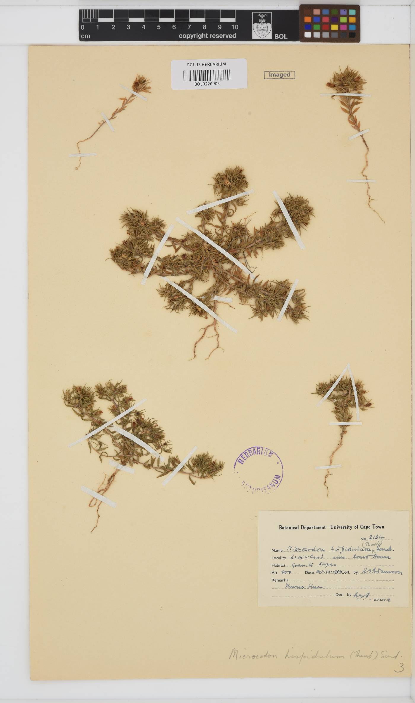Wahlenbergia hispidula image