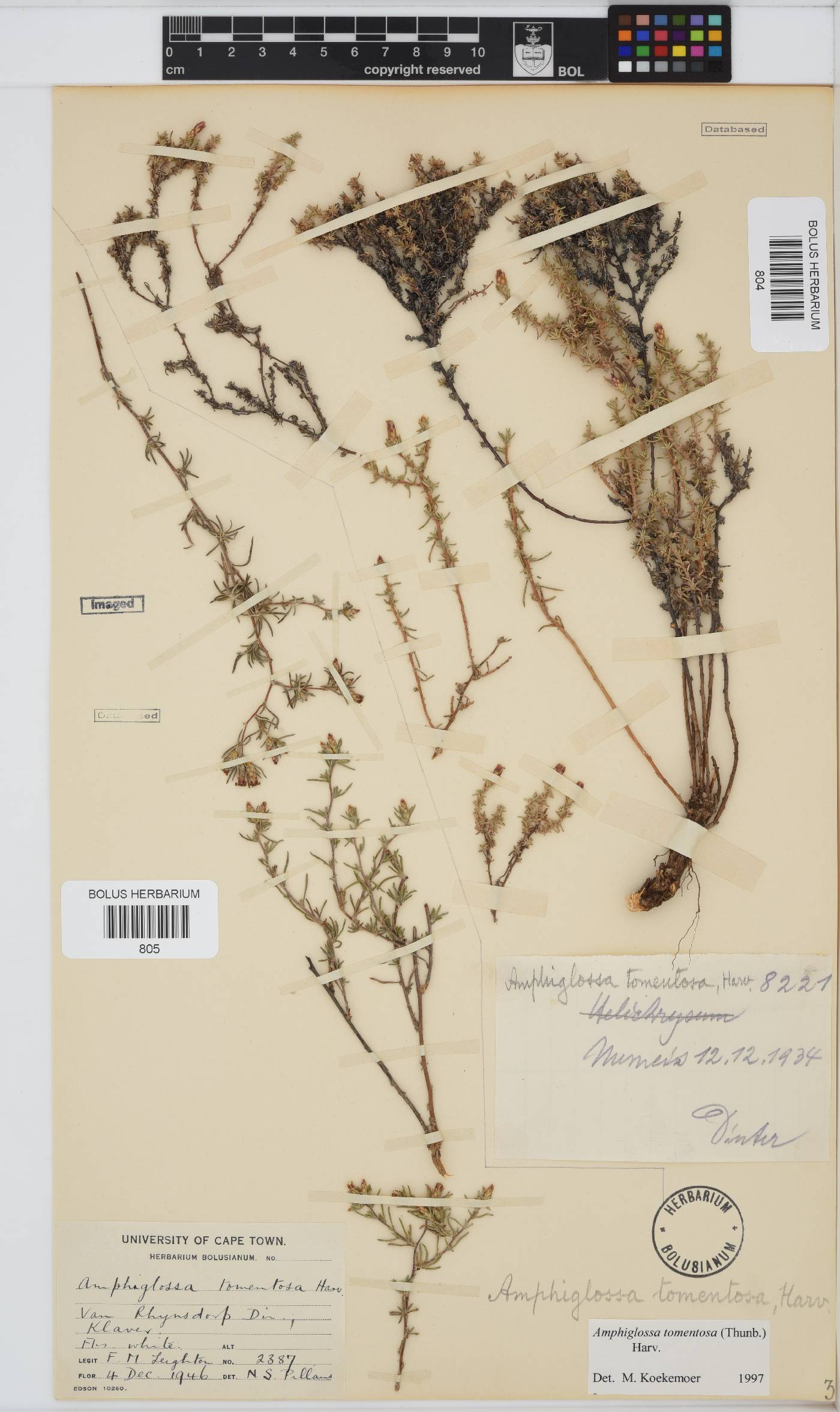 Amphiglossa image