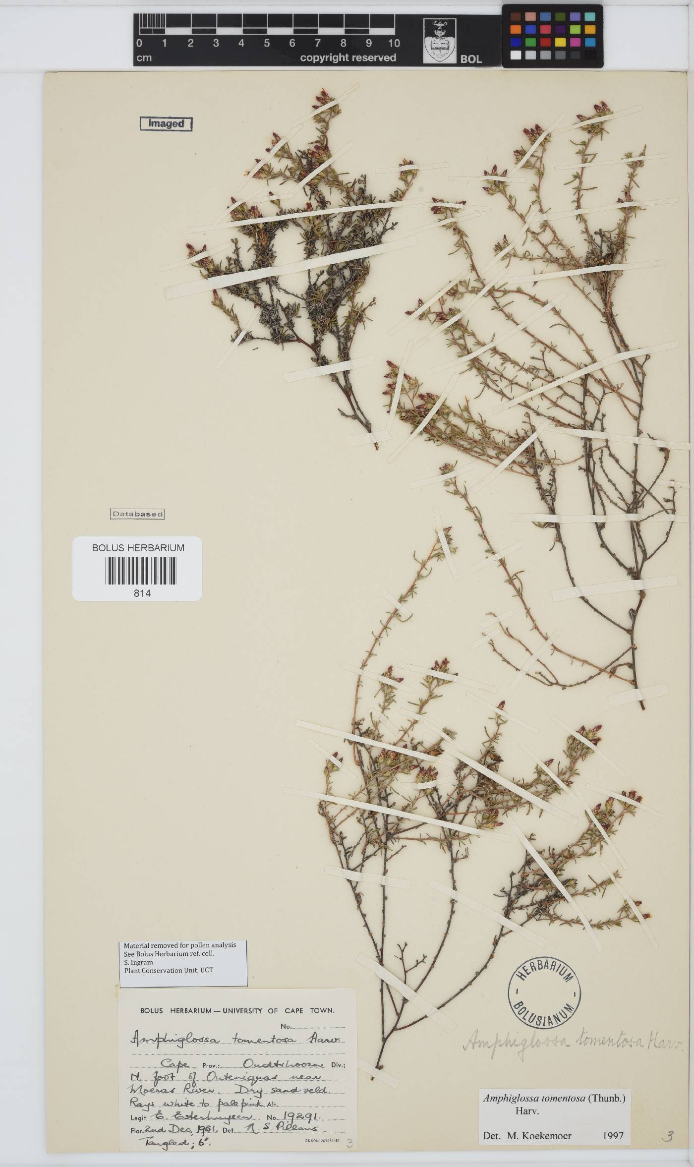 Amphiglossa tomentosa image