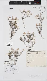 Image of Amphiglossa triflora