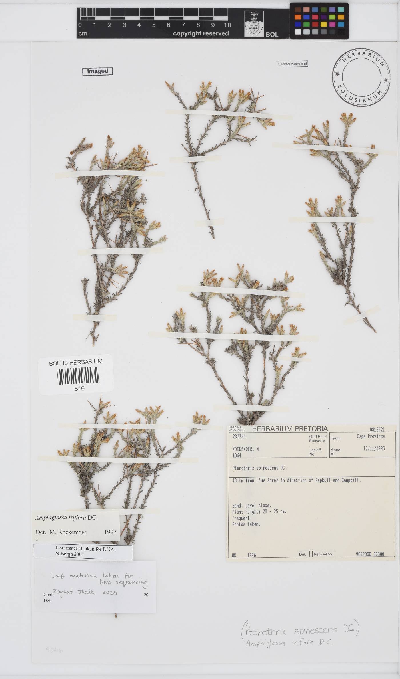 Amphiglossa triflora image