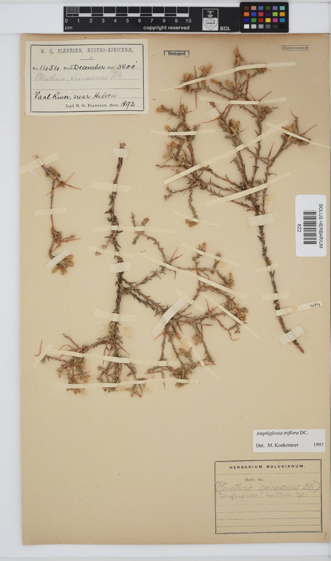 Amphiglossa triflora image