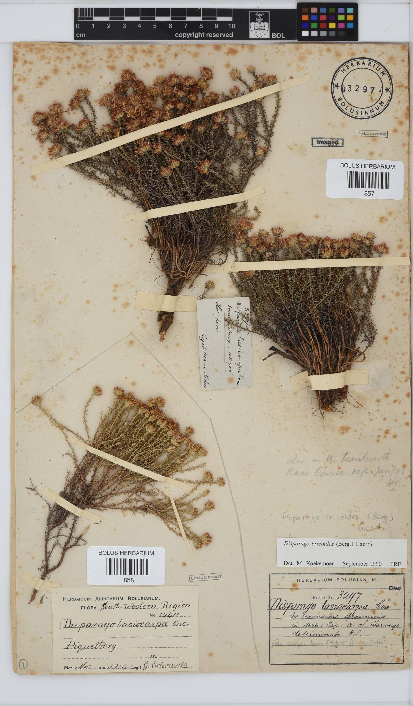 Disparago ericoides image