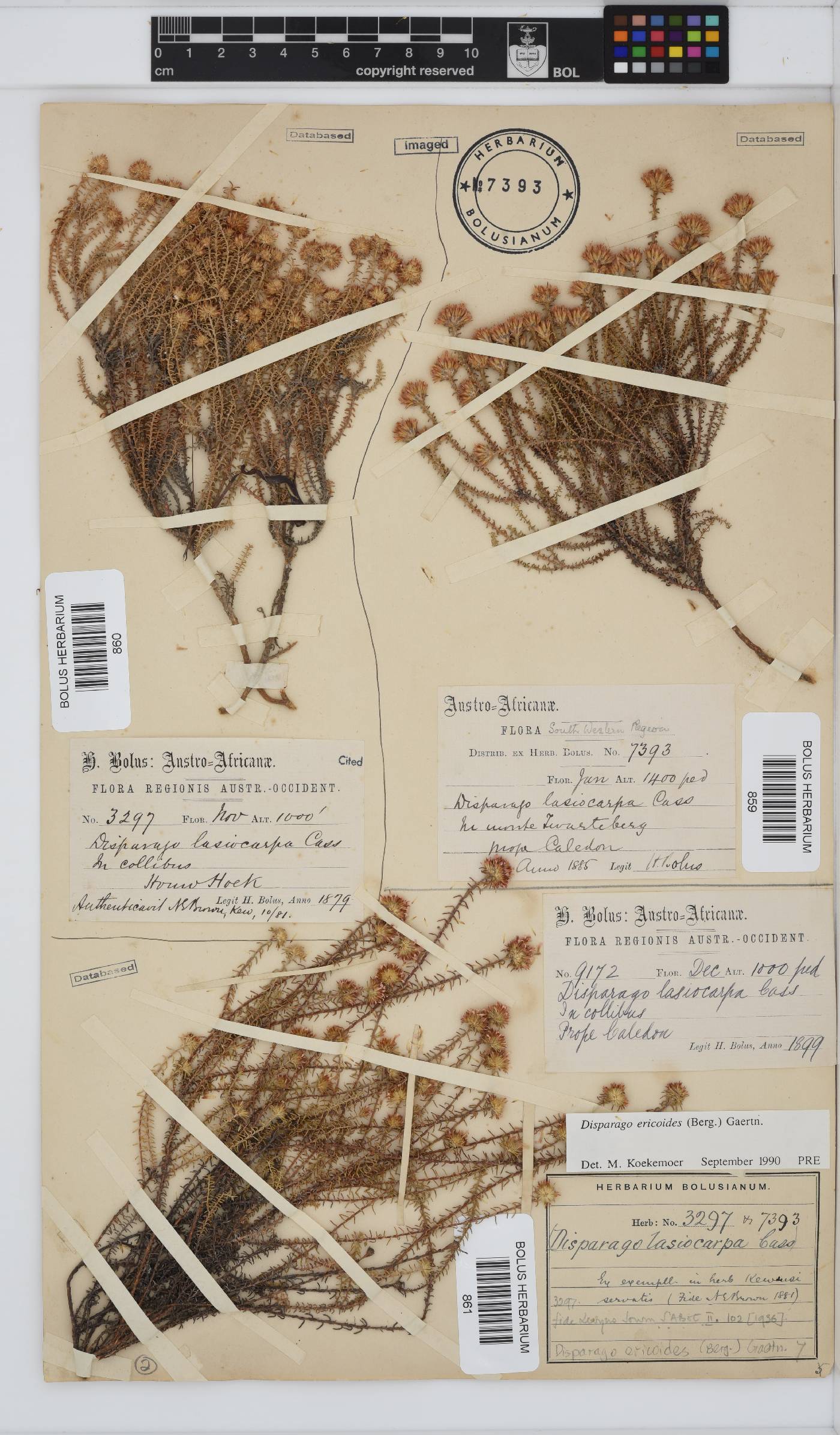 Disparago ericoides image