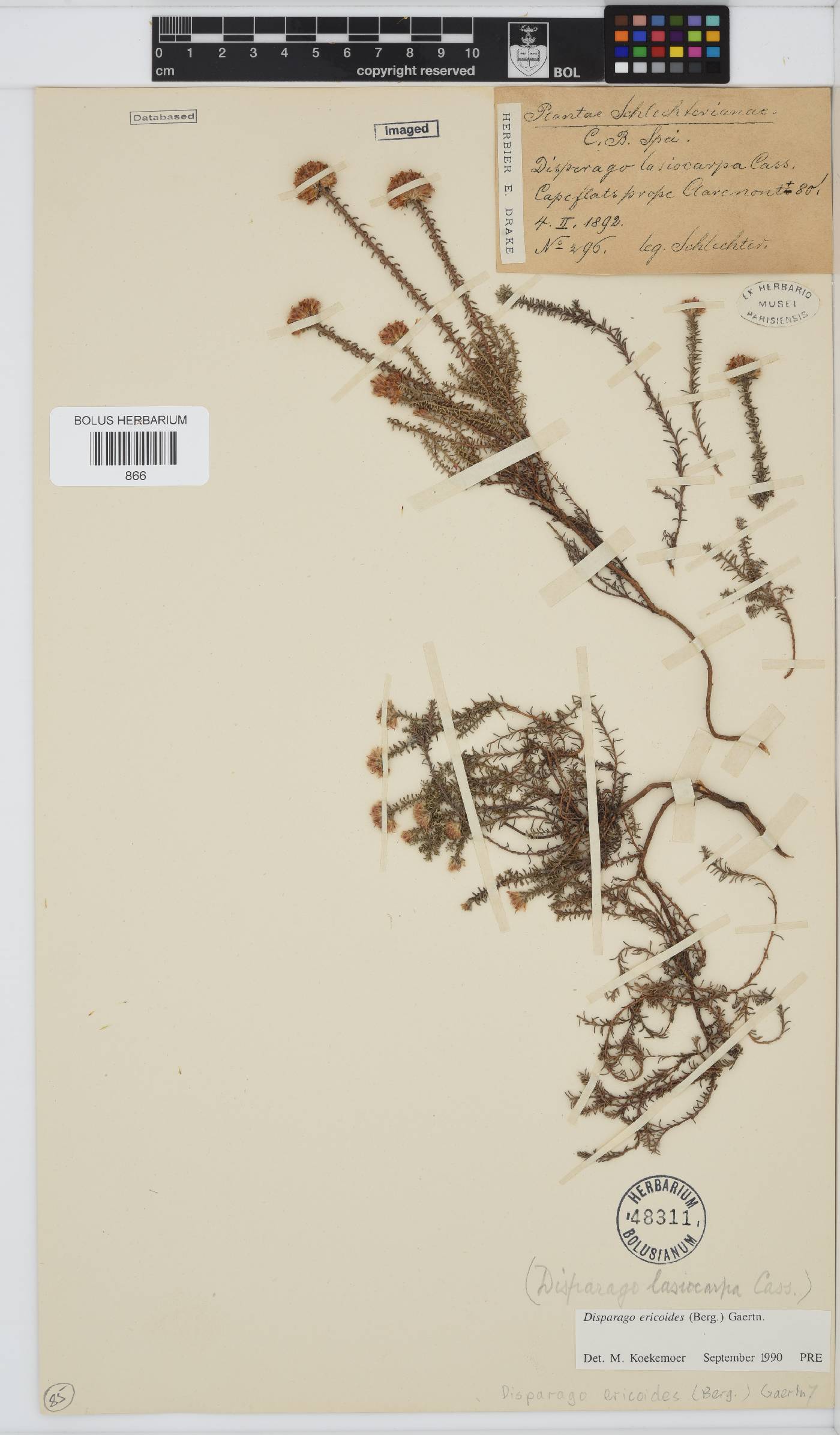 Disparago ericoides image