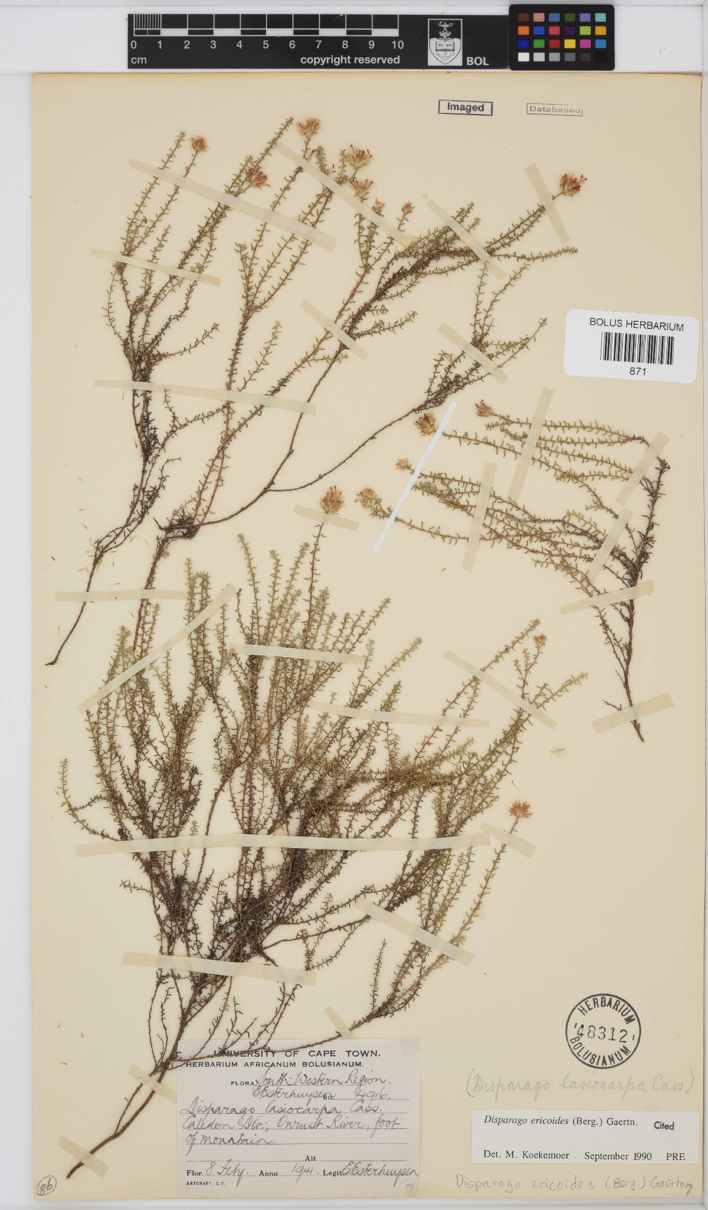 Disparago ericoides image