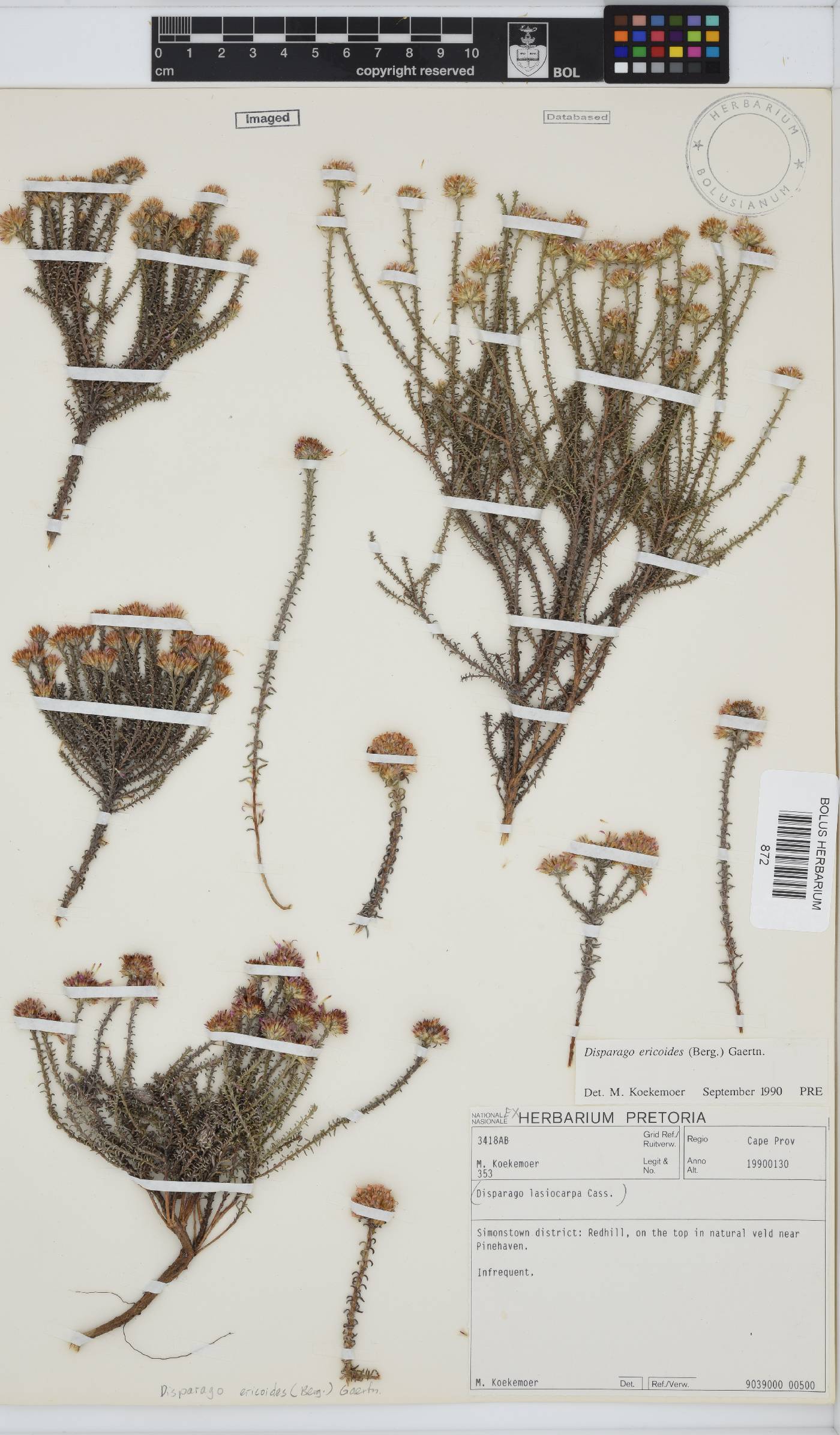 Disparago ericoides image